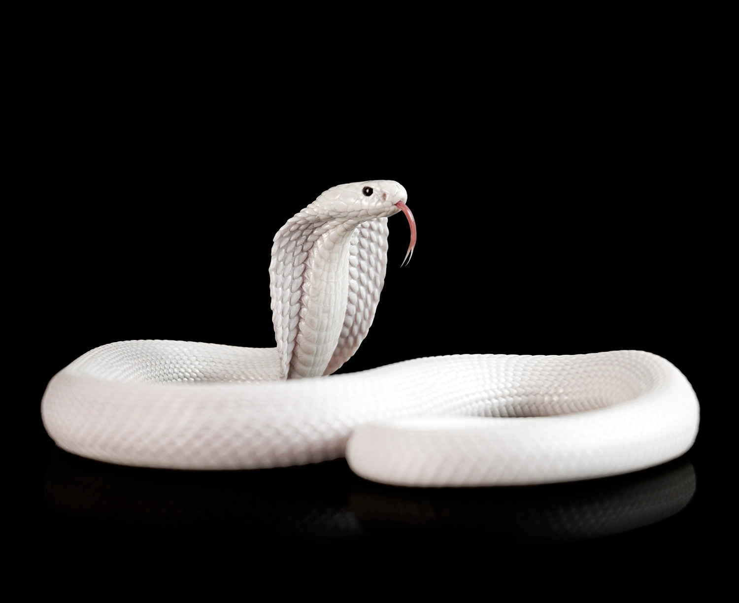 Portfolio photograph by Kevin Blackwell (30 of 32)