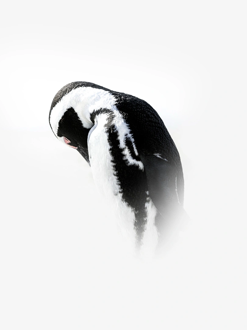 African penguin wildlife photography 1 photograph by Kevin Blackwell