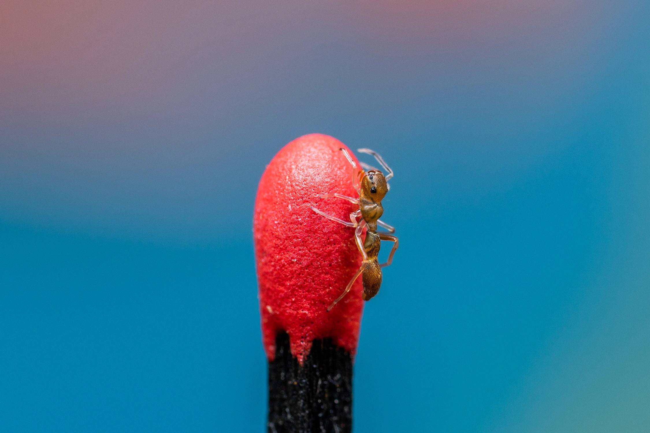 ant mimic jumping spider wildlife photography photograph by Kevin Blackwell