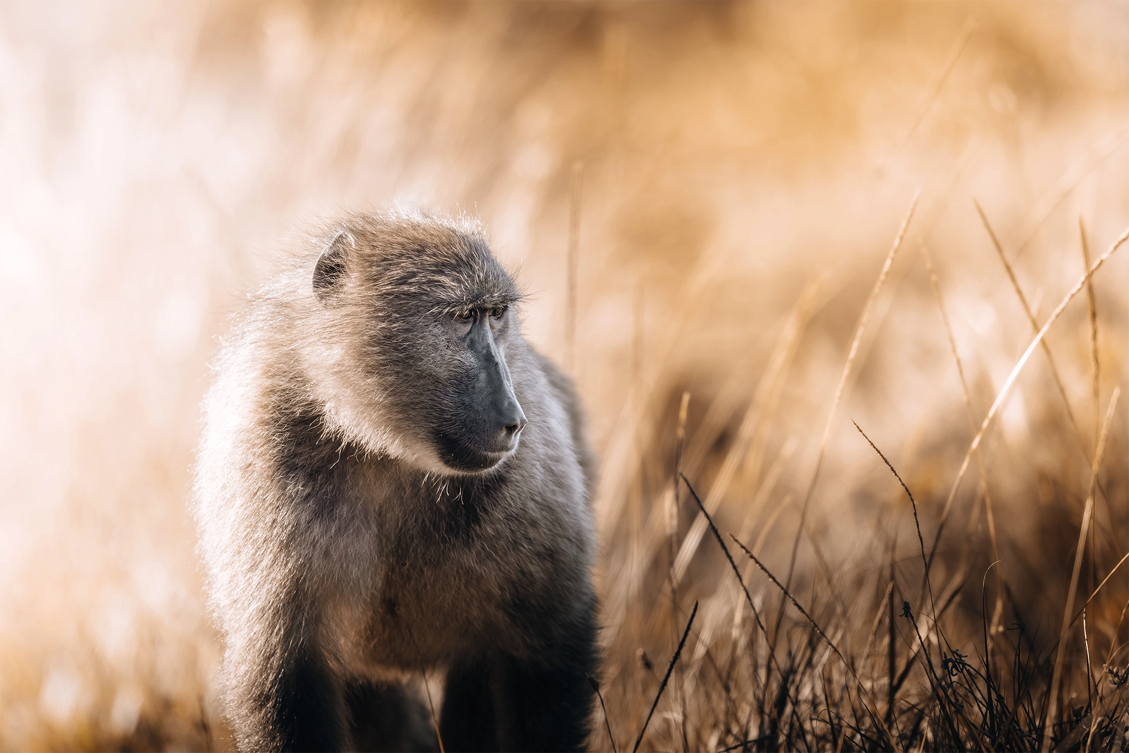 baboon wildlife photography photograph by Kevin Blackwell