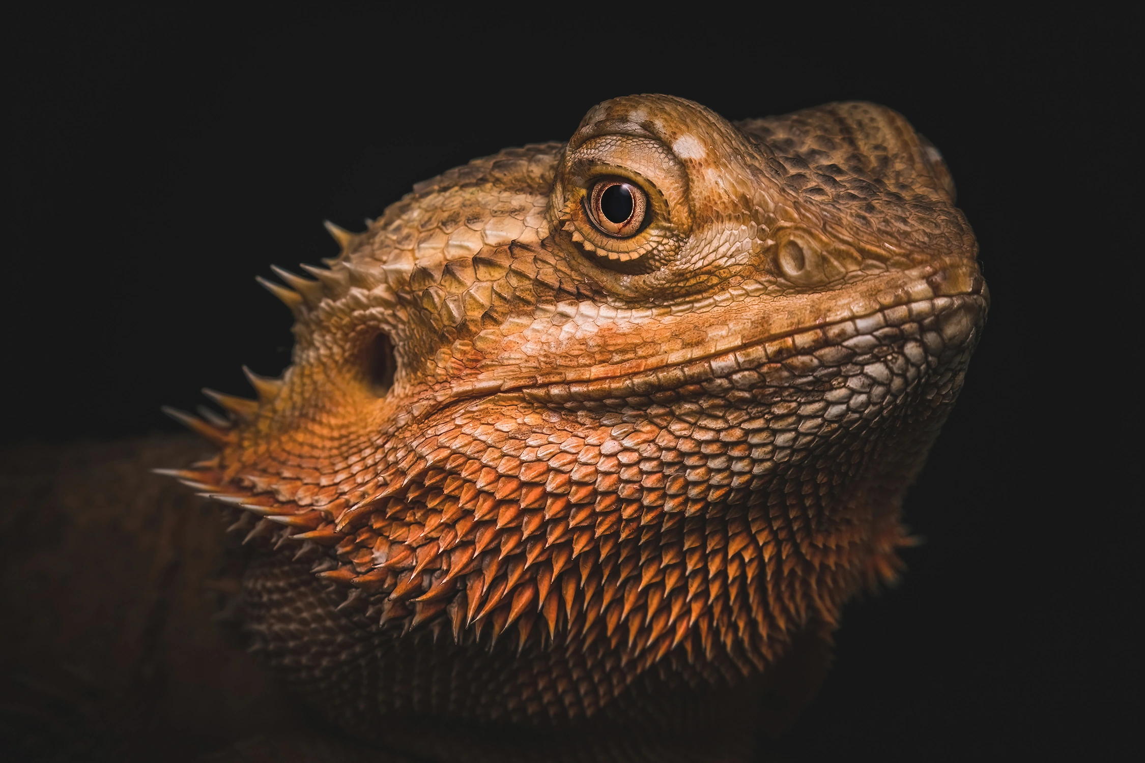 bearded dragon reptile wildlife photography photograph by Kevin Blackwell