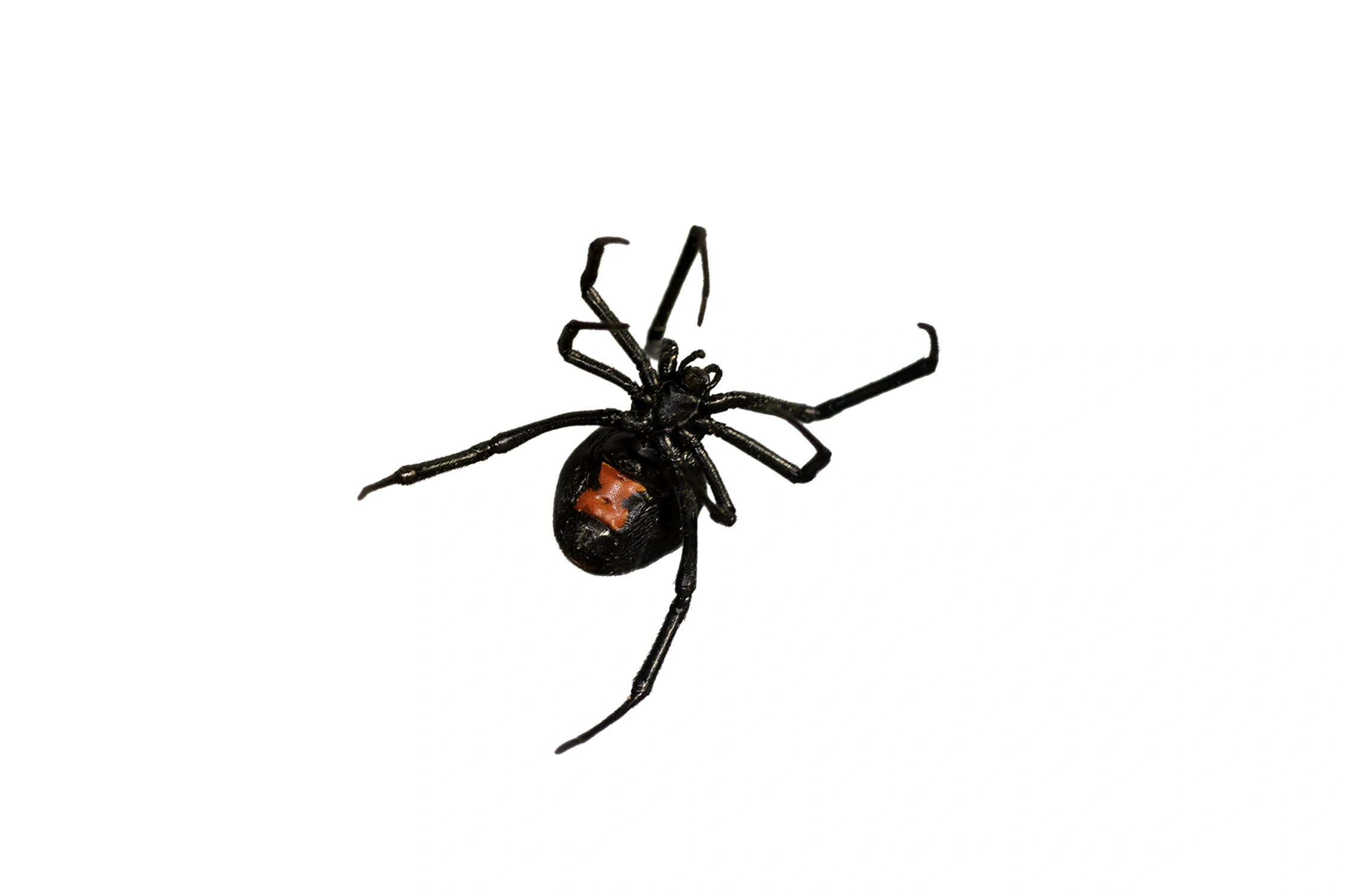 black widow spider wildlife photography photograph by Kevin Blackwell
