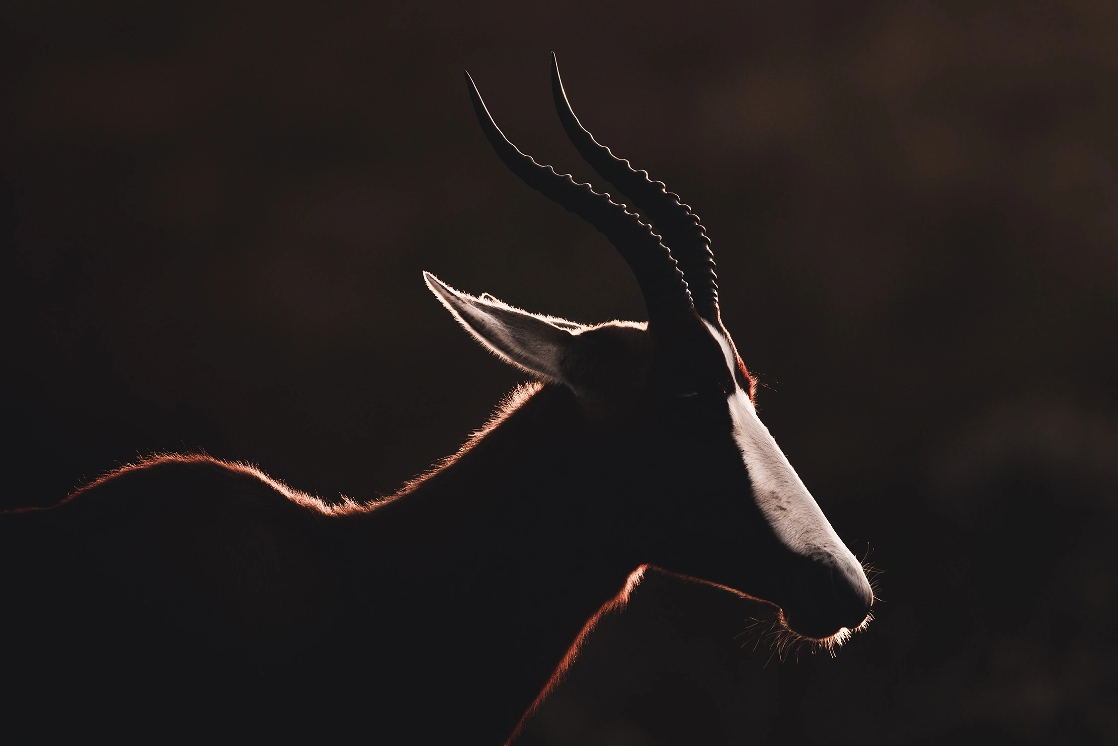 blesbok wildlife photography photograph by Kevin Blackwell