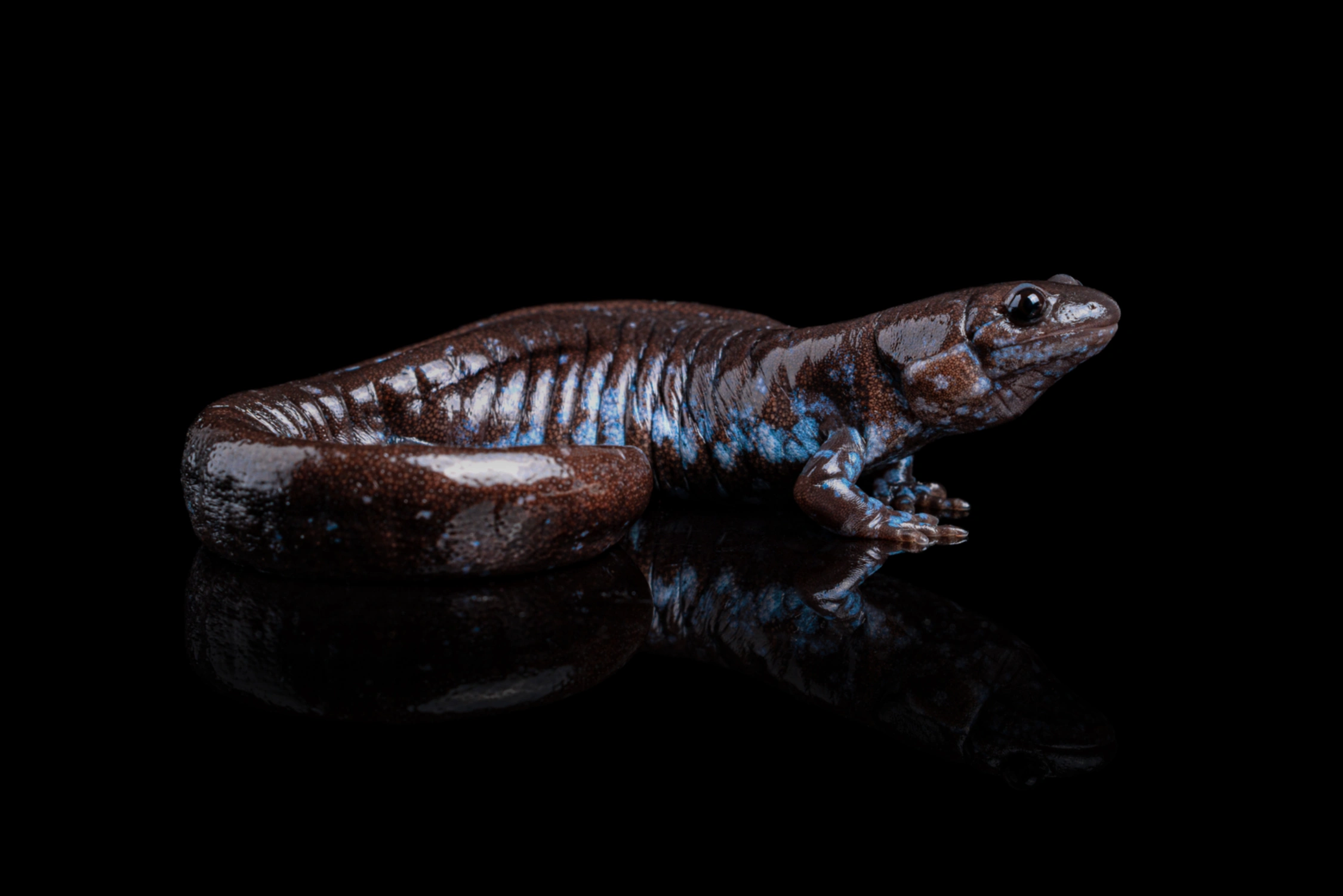 blue spotted salamander wildlife photography photograph by Kevin Blackwell