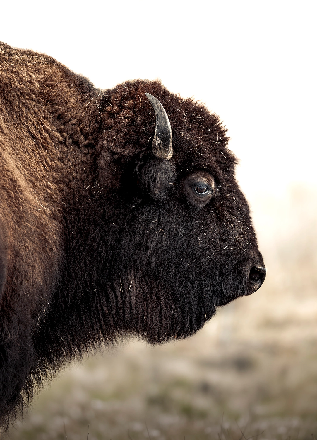 Buffalo standing in open grassland, wildlife photography by Kevin Blackwell