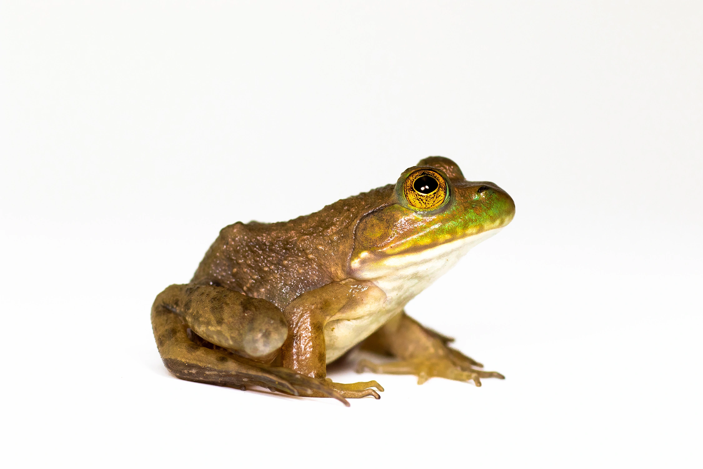 bullfrog frog wildlife photography photograph by Kevin Blackwell