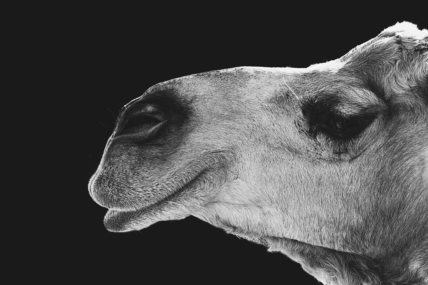Camel portrait against open sky, wildlife photography by Kevin Blackwell