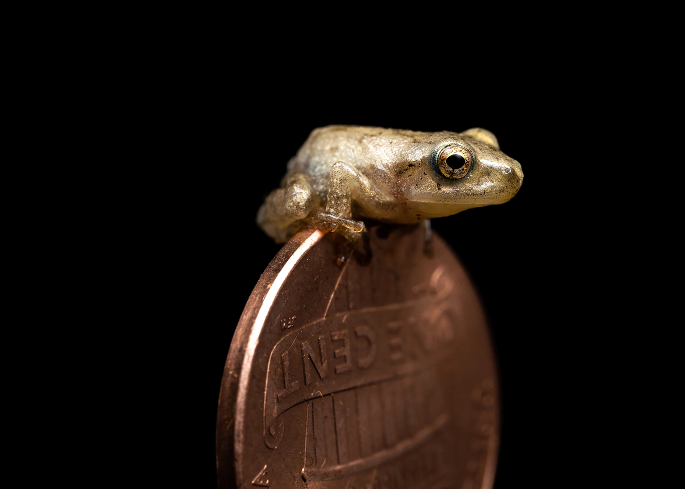 copes gray tree frog wildlife photography photograph by Kevin Blackwell