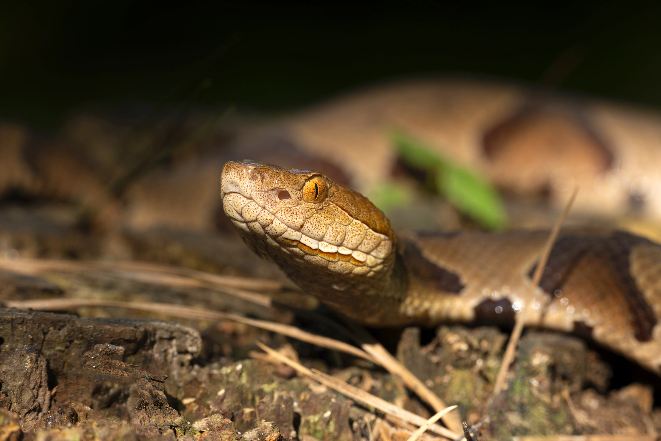 copperhead snake wildlife photography 2 1 photograph by Kevin Blackwell