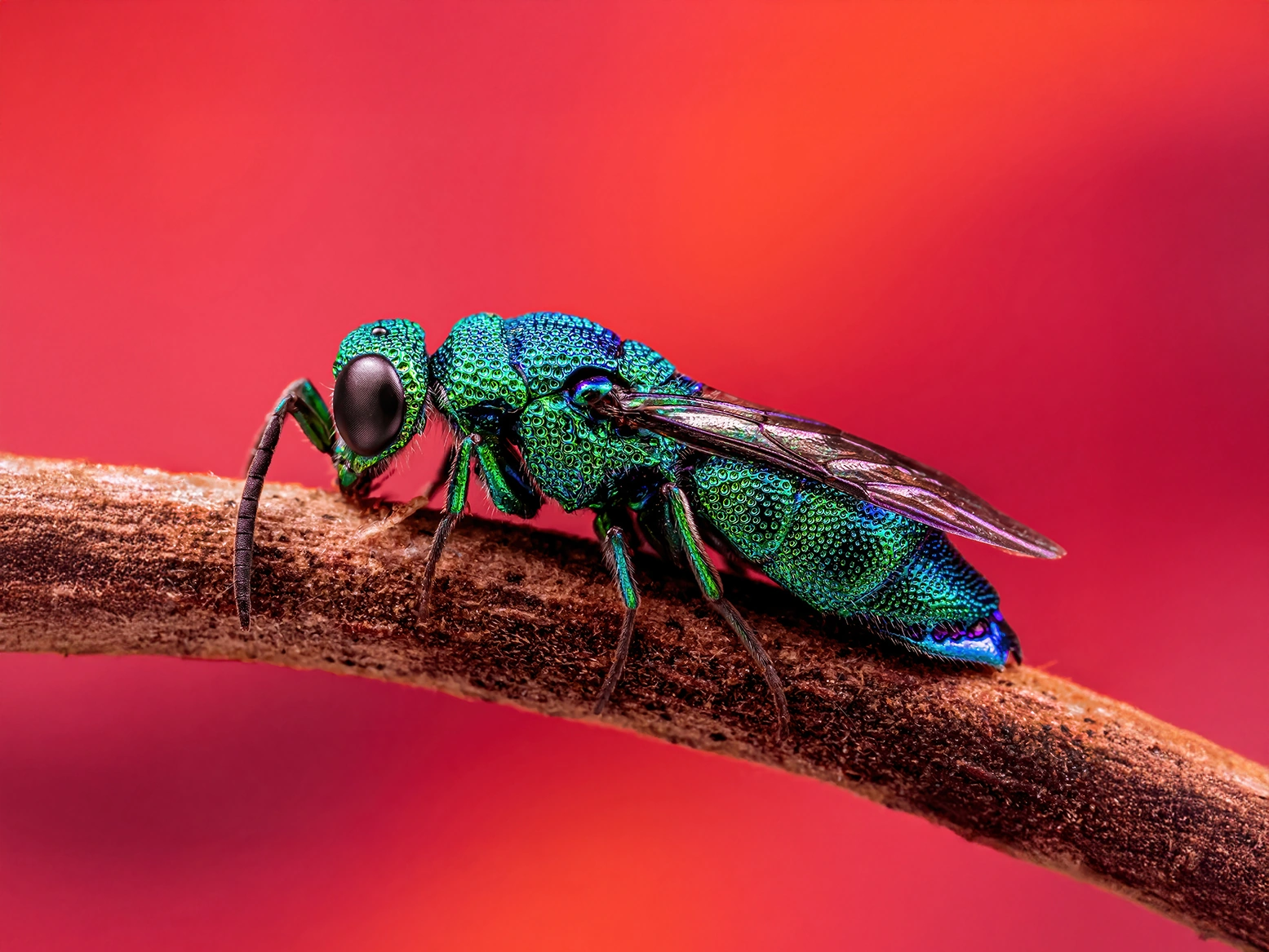 cuckoo wasp photograph by Kevin Blackwell