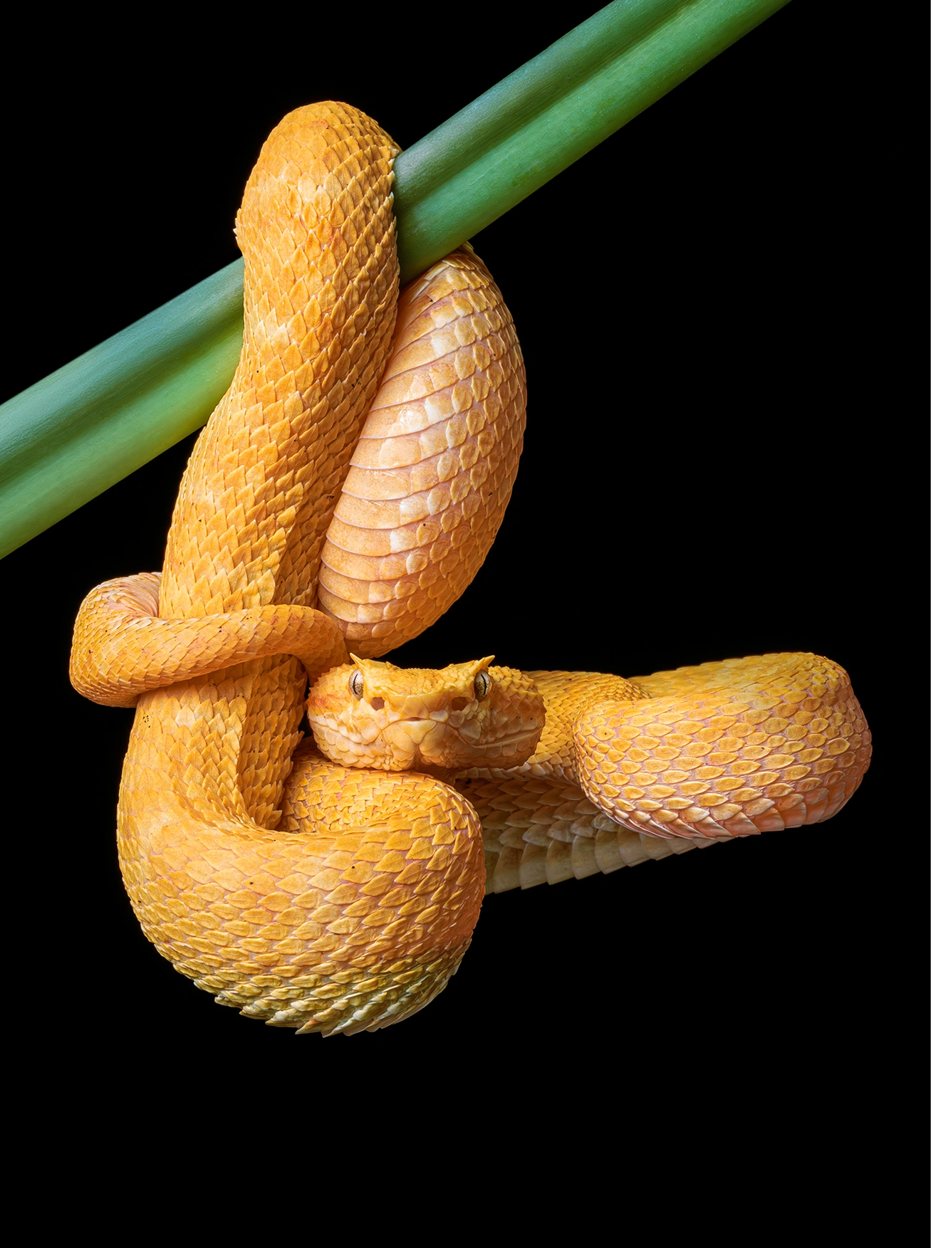 eyelash pit viper 2 photograph by Kevin Blackwell