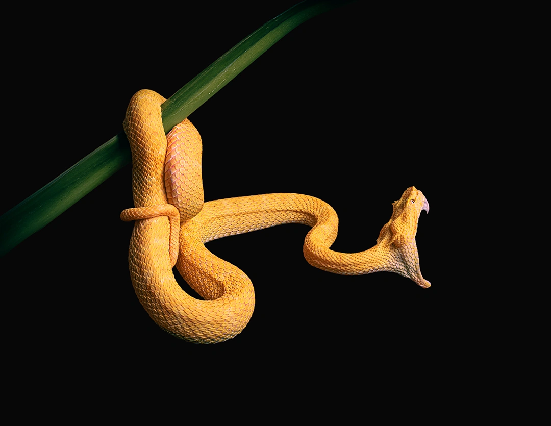 Eyelash pit viper striking from a branch photograph by Kevin Blackwell