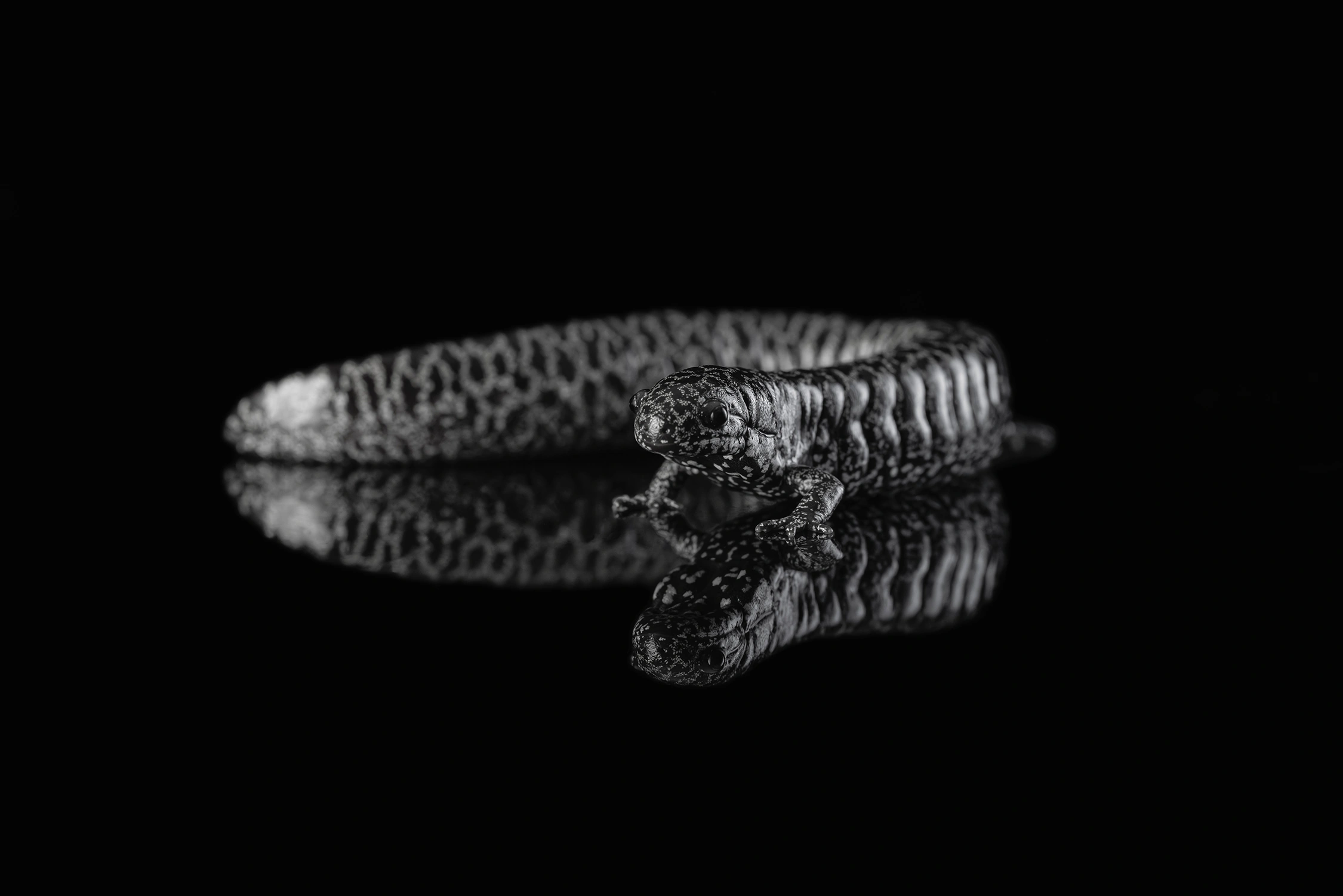 Frosted flatwoods salamander wildlife photography photograph by Kevin Blackwell
