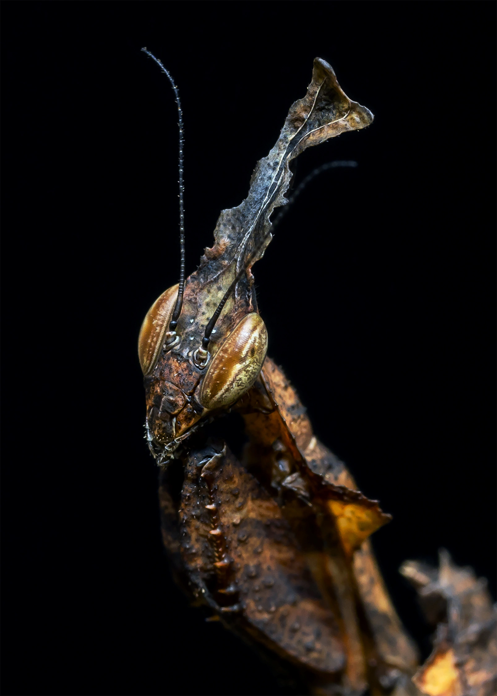 Ghost mantis wildlife photography 2 photograph by Kevin Blackwell