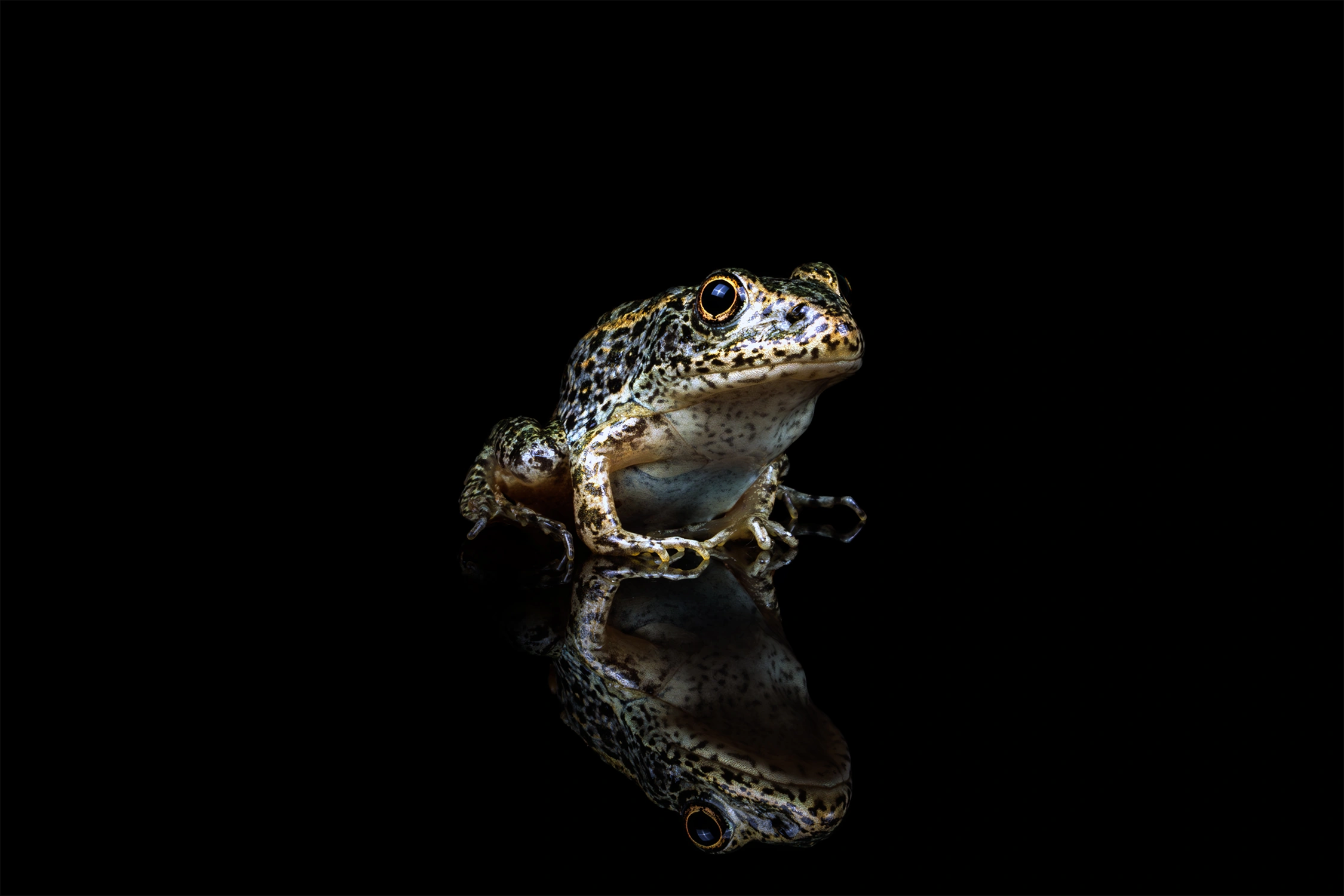 gopher frog wildlife photography photograph by Kevin Blackwell
