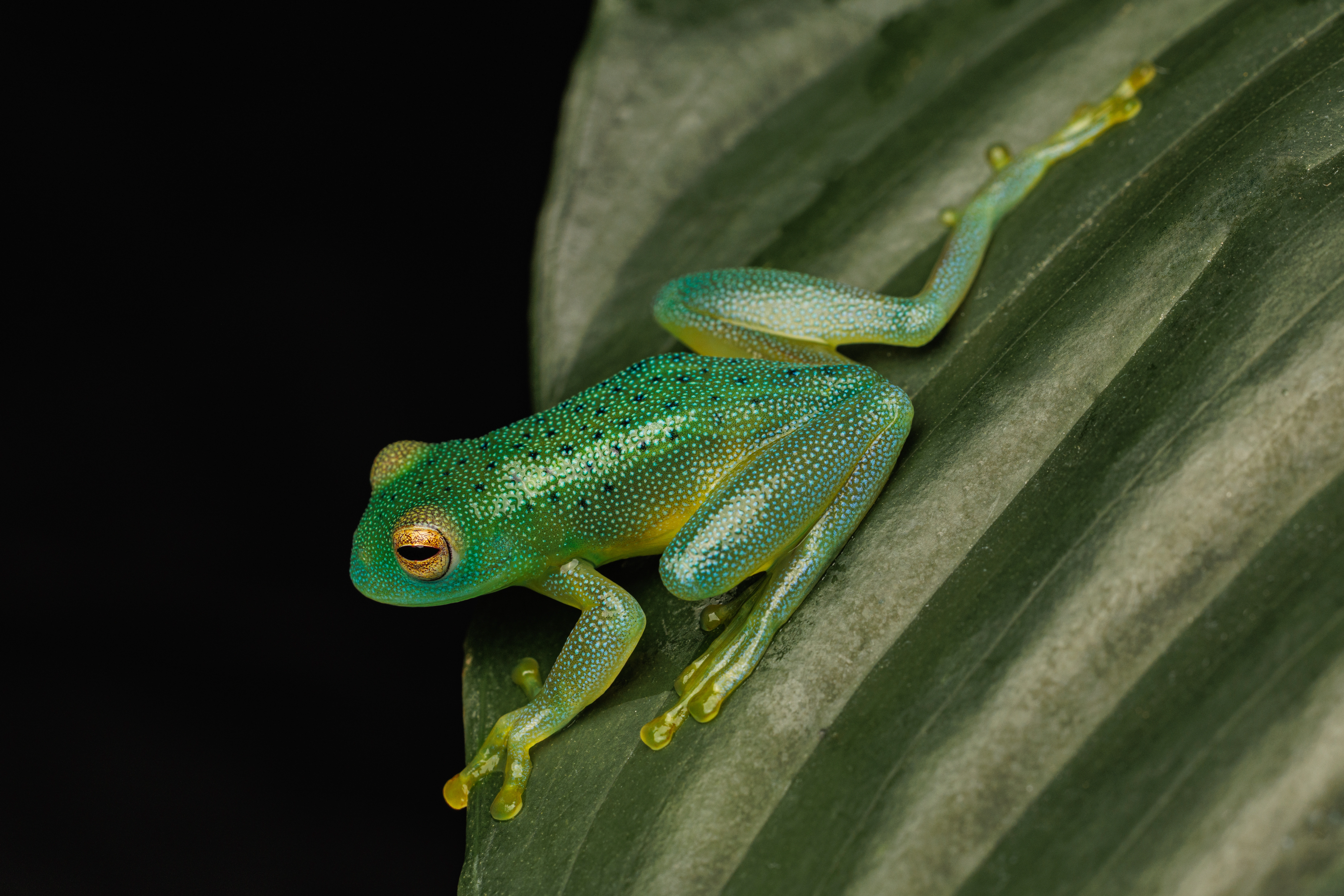 Granular glass frog 1 photograph by Kevin Blackwell