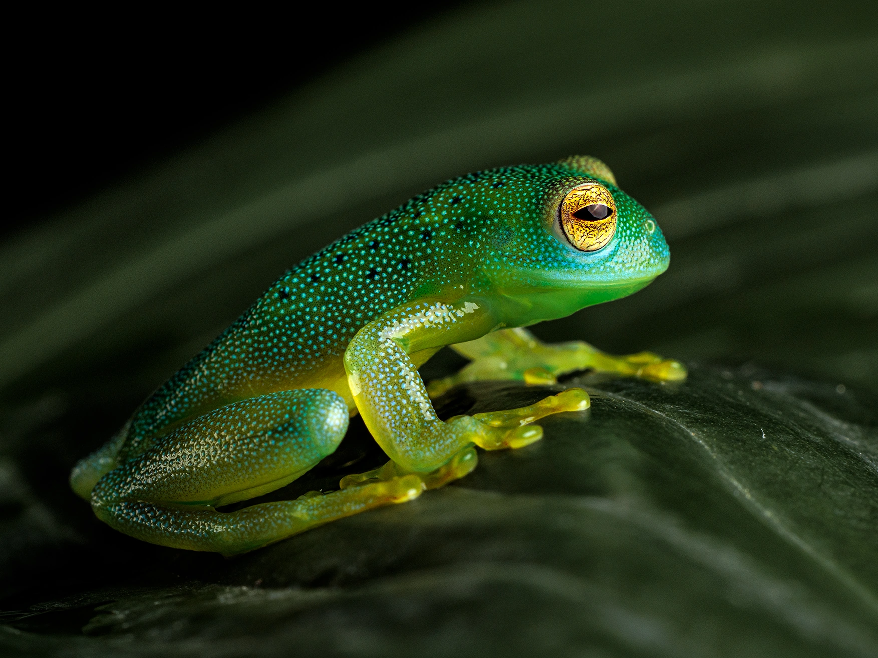 granular glass frog photograph by Kevin Blackwell