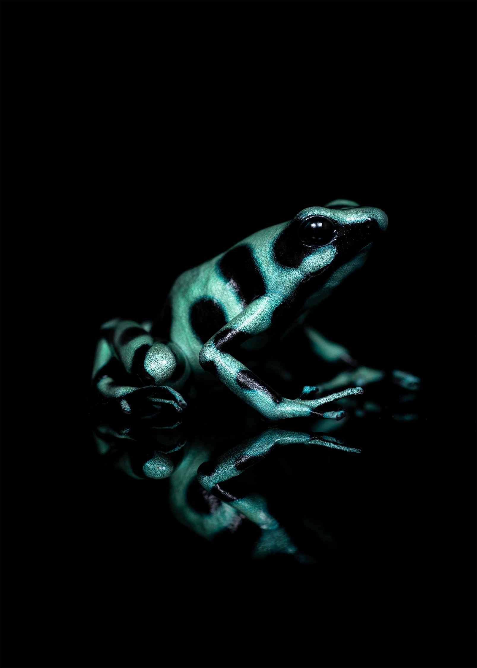 green black poison dart frog wildlife photography photograph by Kevin Blackwell