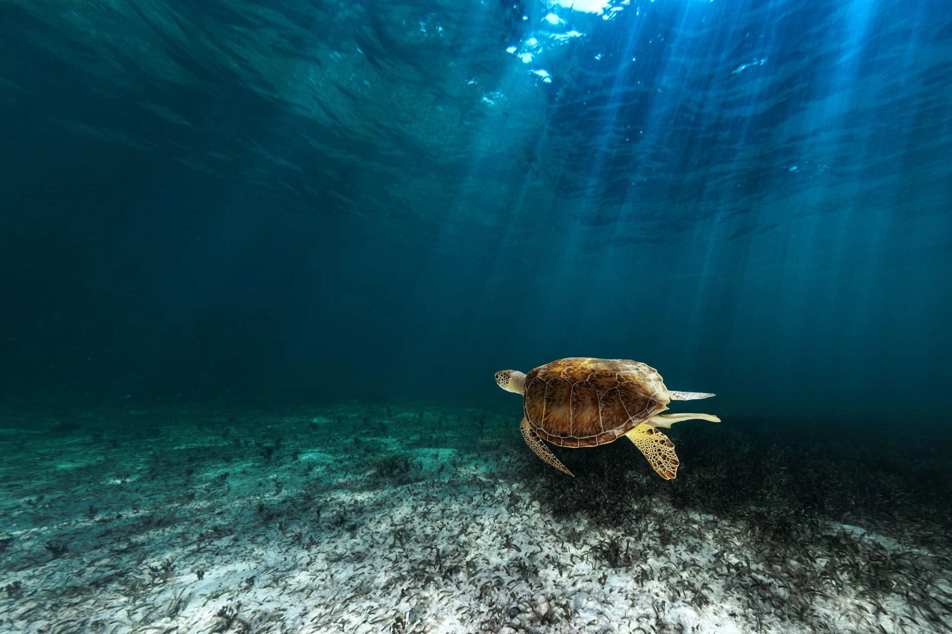 Green sea turtle swimming over seagrass with sun rays photograph by Kevin Blackwell