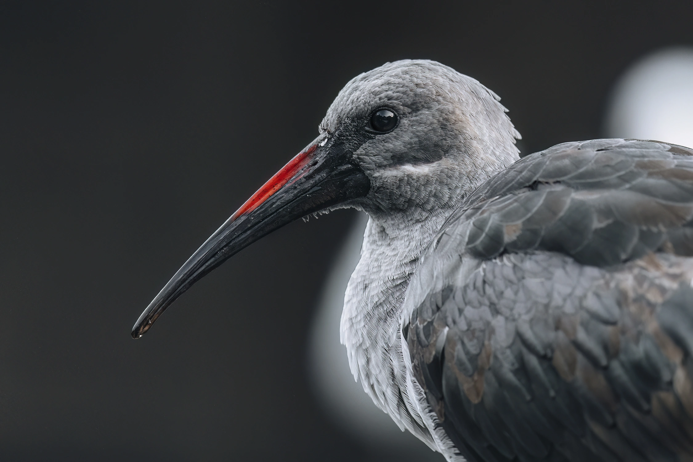 Hadada ibis bird wildlife photography photograph by Kevin Blackwell