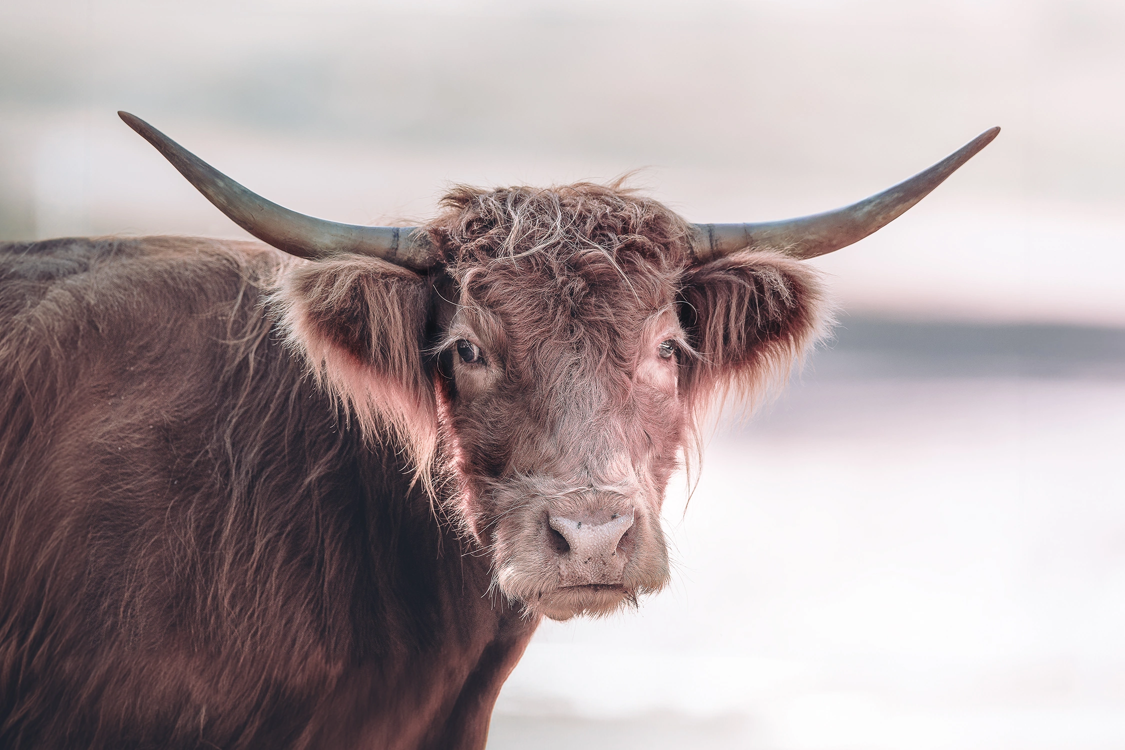 highland cow wildlife photography 2 photograph by Kevin Blackwell