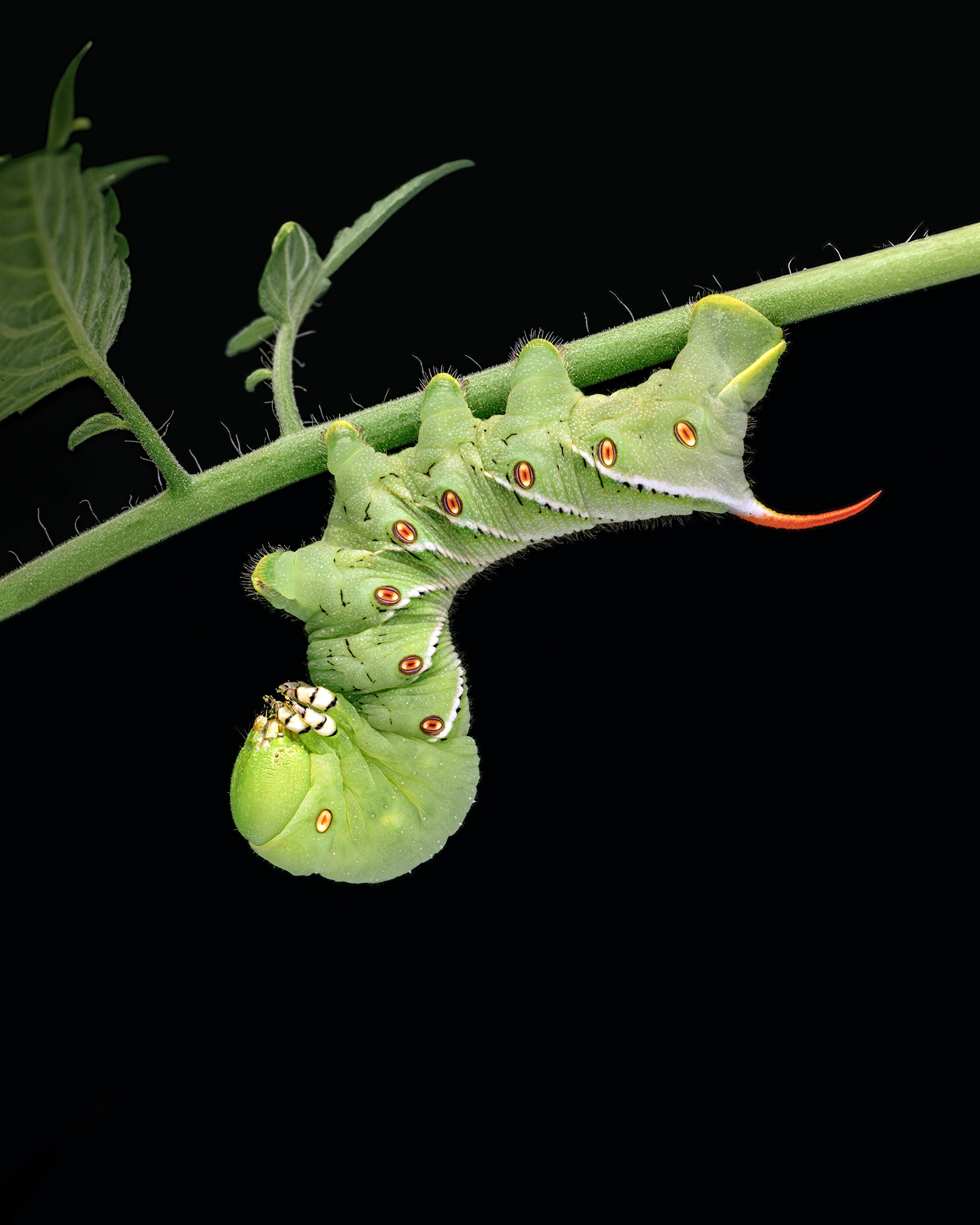 hornworm wildlife photography photograph by Kevin Blackwell