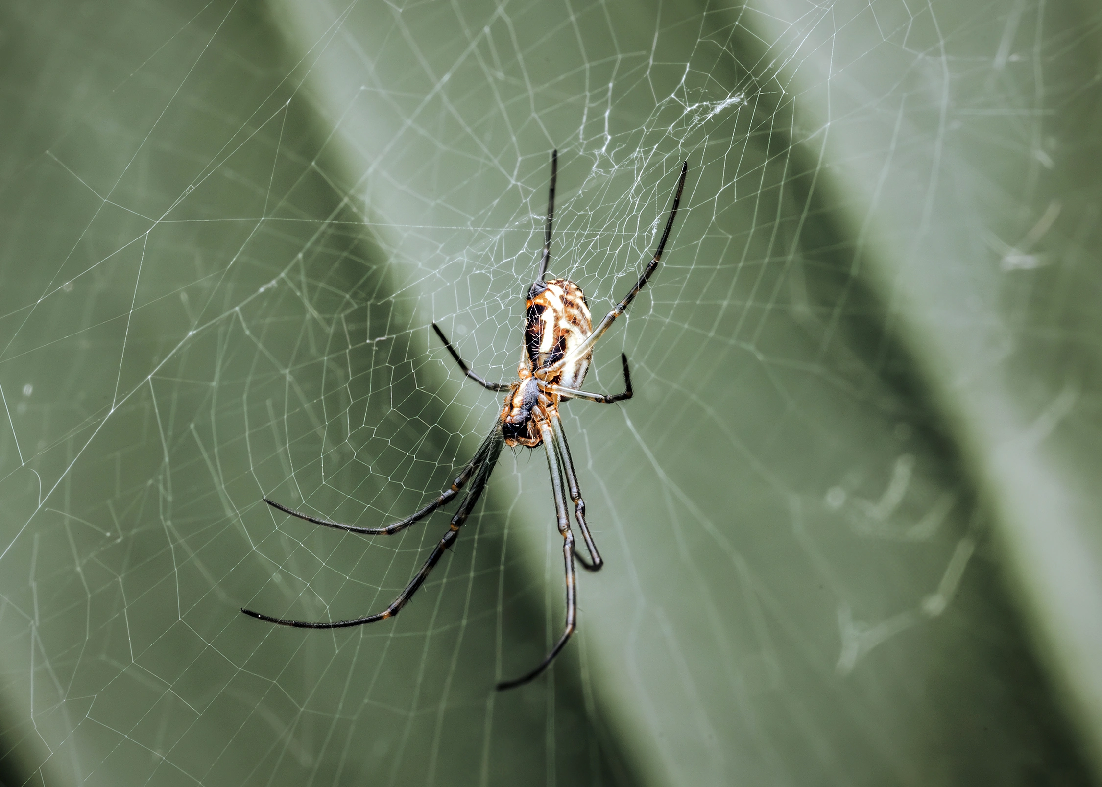 Joro spider wildlife photography 2 photograph by Kevin Blackwell