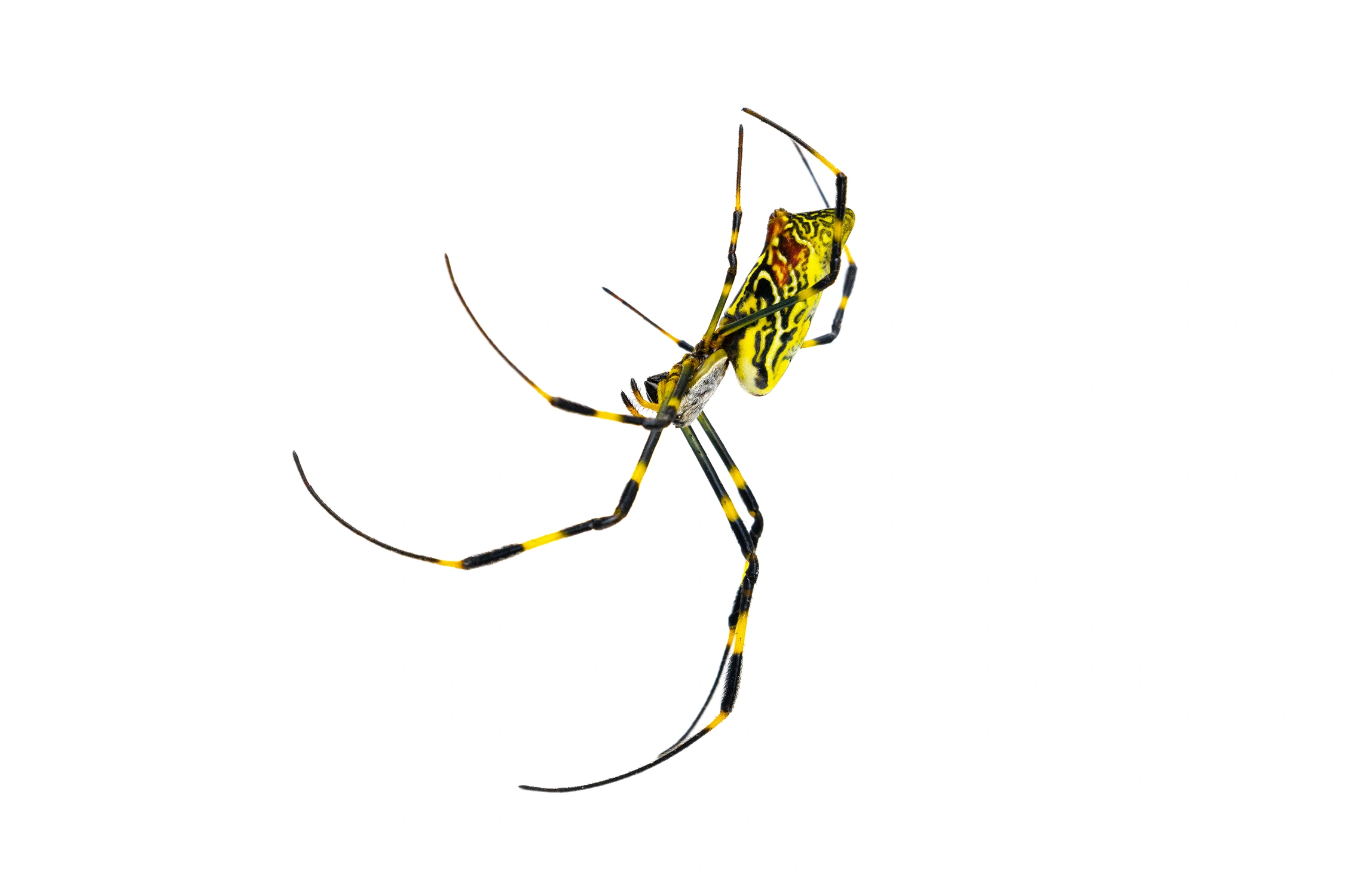 Joro spider wildlife photography 3 photograph by Kevin Blackwell