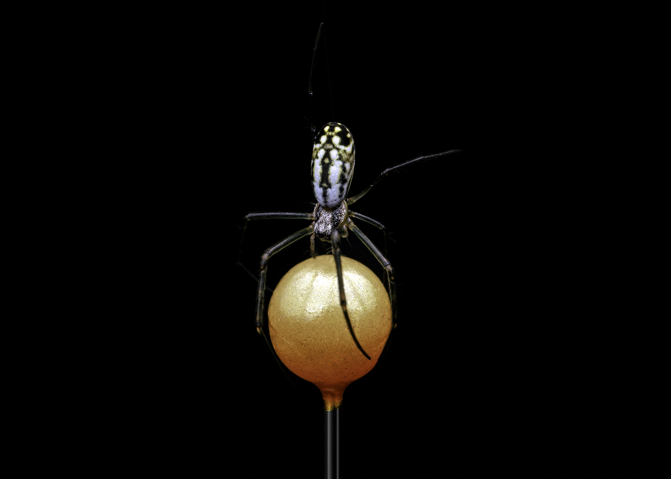 Joro spider wildlife photography photograph by Kevin Blackwell