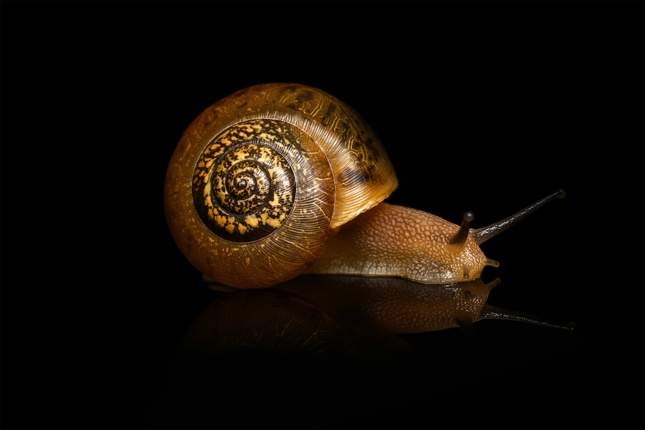 Land snail wildlife photography photograph by Kevin Blackwell