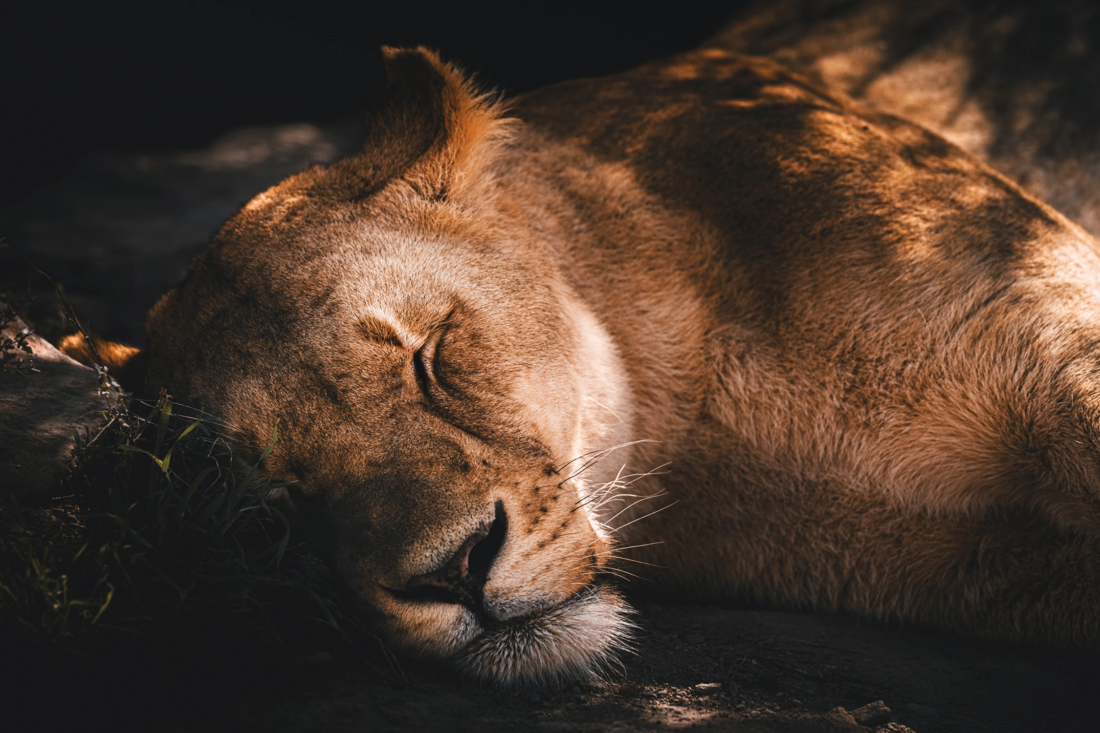 lion wildlife photography 2 photograph by Kevin Blackwell