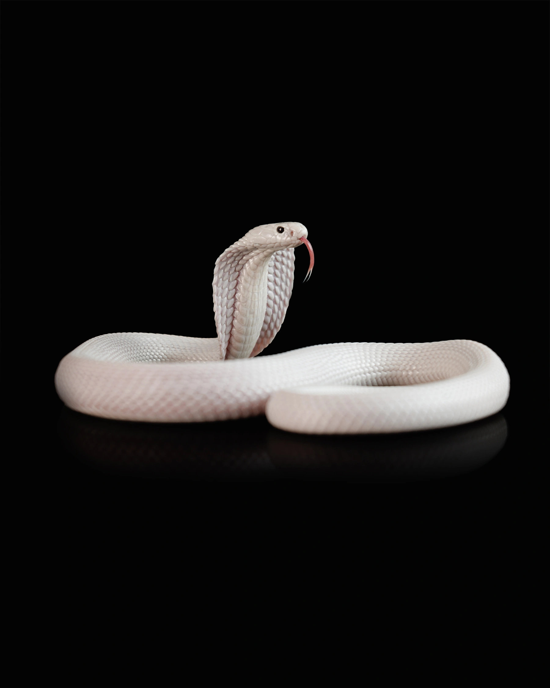 Monocled cobra snake wildlife photography 2 1 photograph by Kevin Blackwell