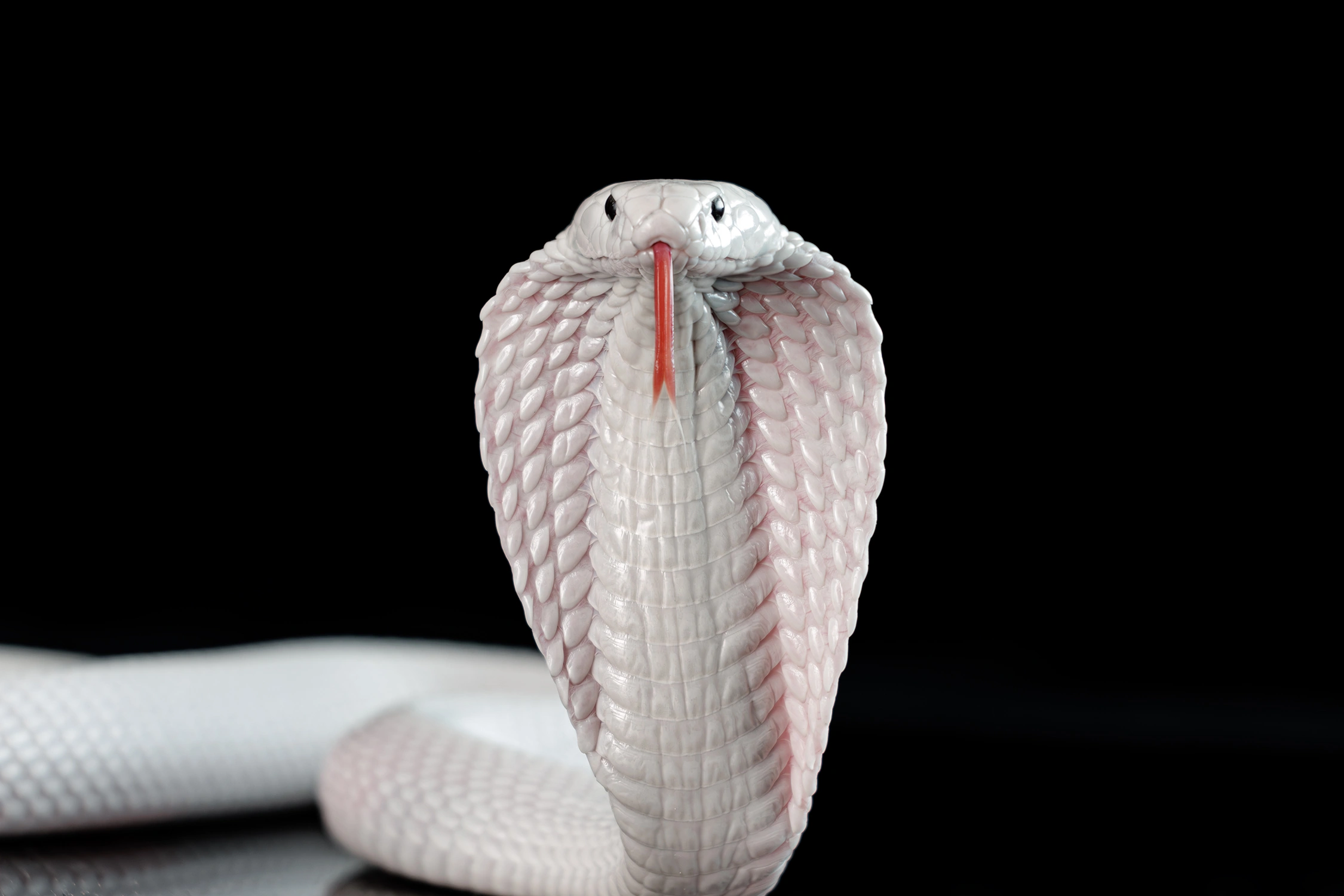 Monocled cobra snake wildlife photography photograph by Kevin Blackwell