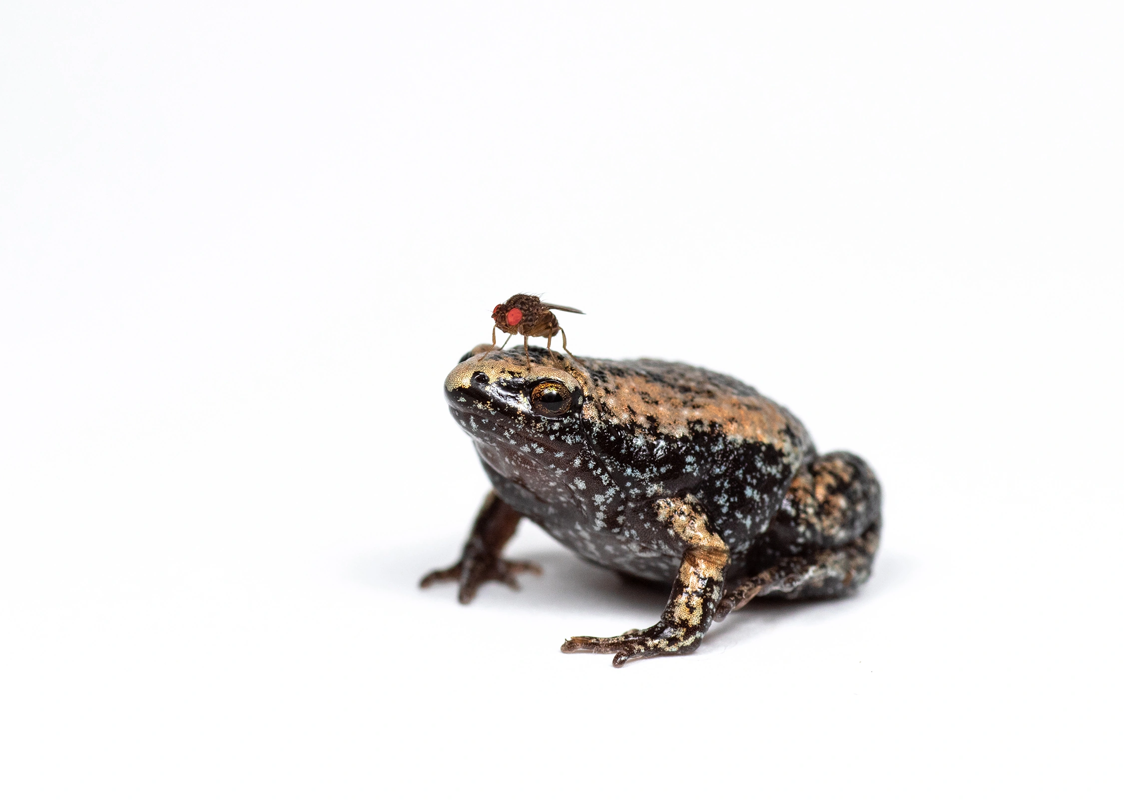 narrow mouthed toad frog wildlife photography photograph by Kevin Blackwell