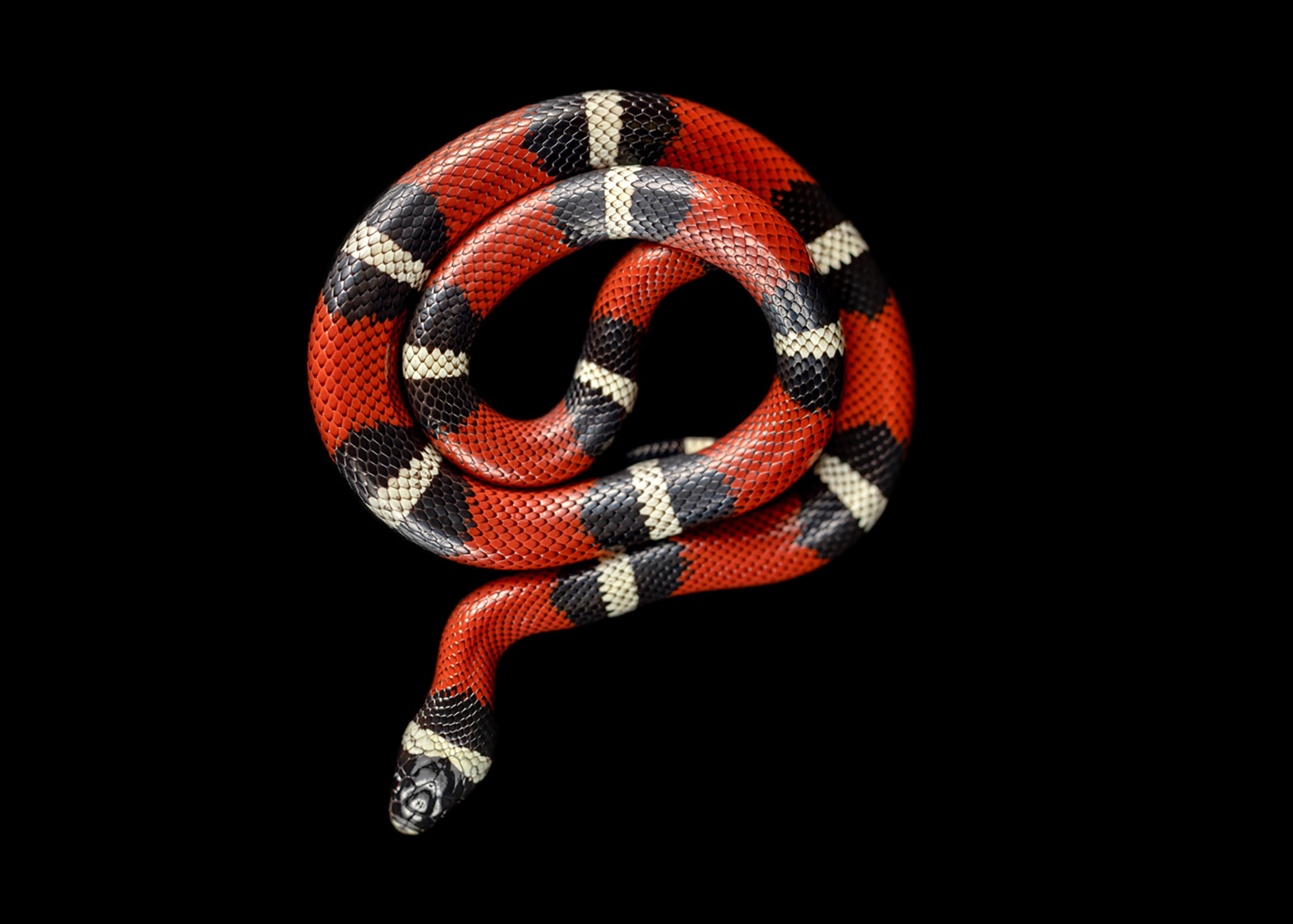 nelsons milksnake wildlife photography photograph by Kevin Blackwell