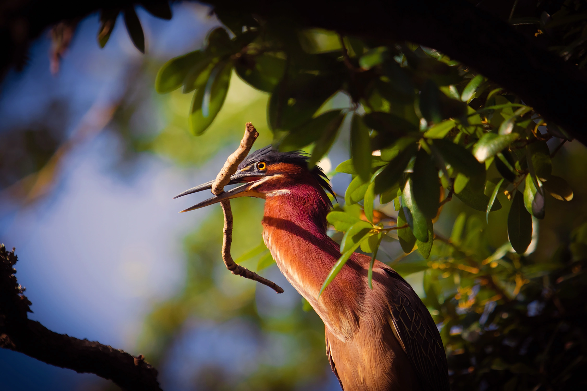 nesting green heron wildlife photography photograph by Kevin Blackwell