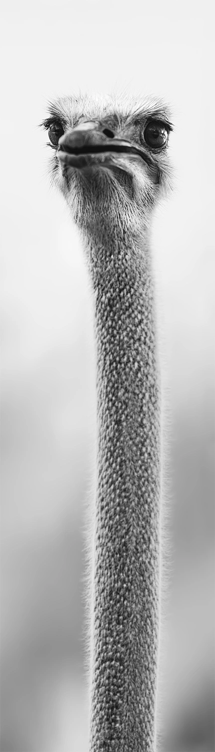 Close-up ostrich portrait, wildlife photography by Kevin Blackwell