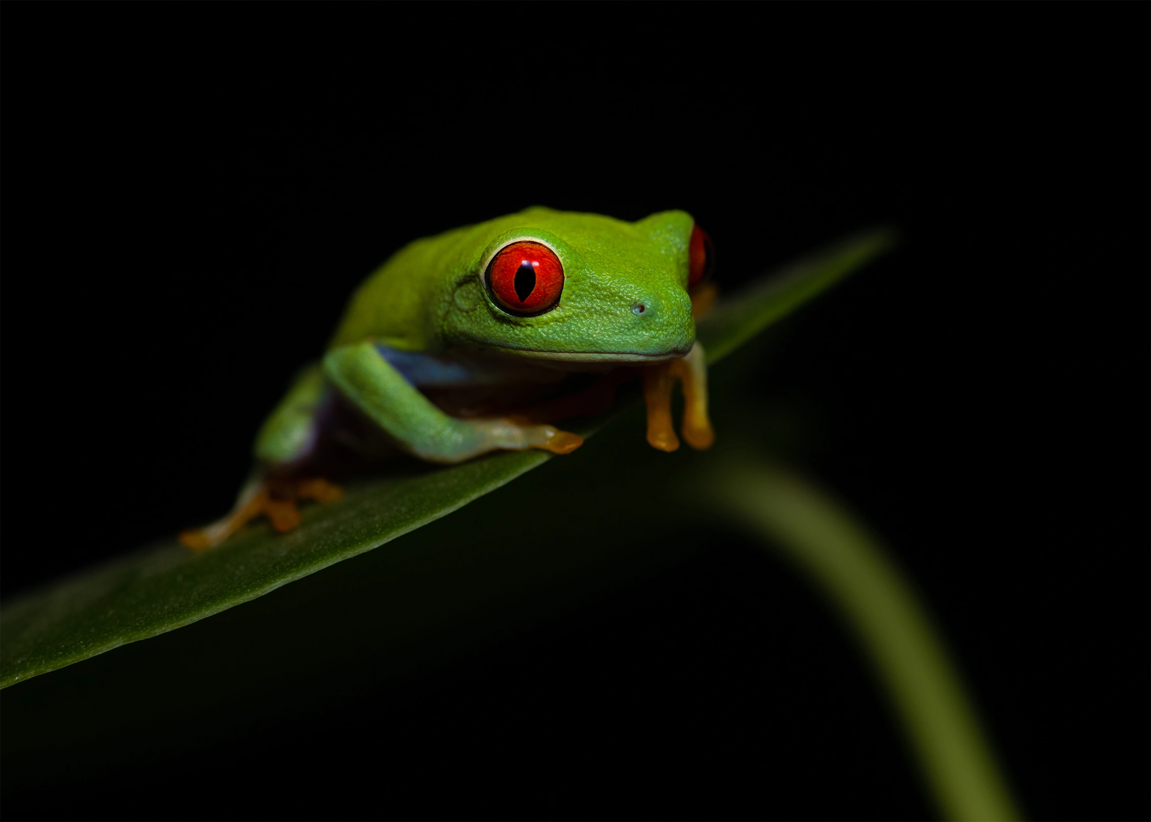 red eyed tree frog wildlife photography photograph by Kevin Blackwell