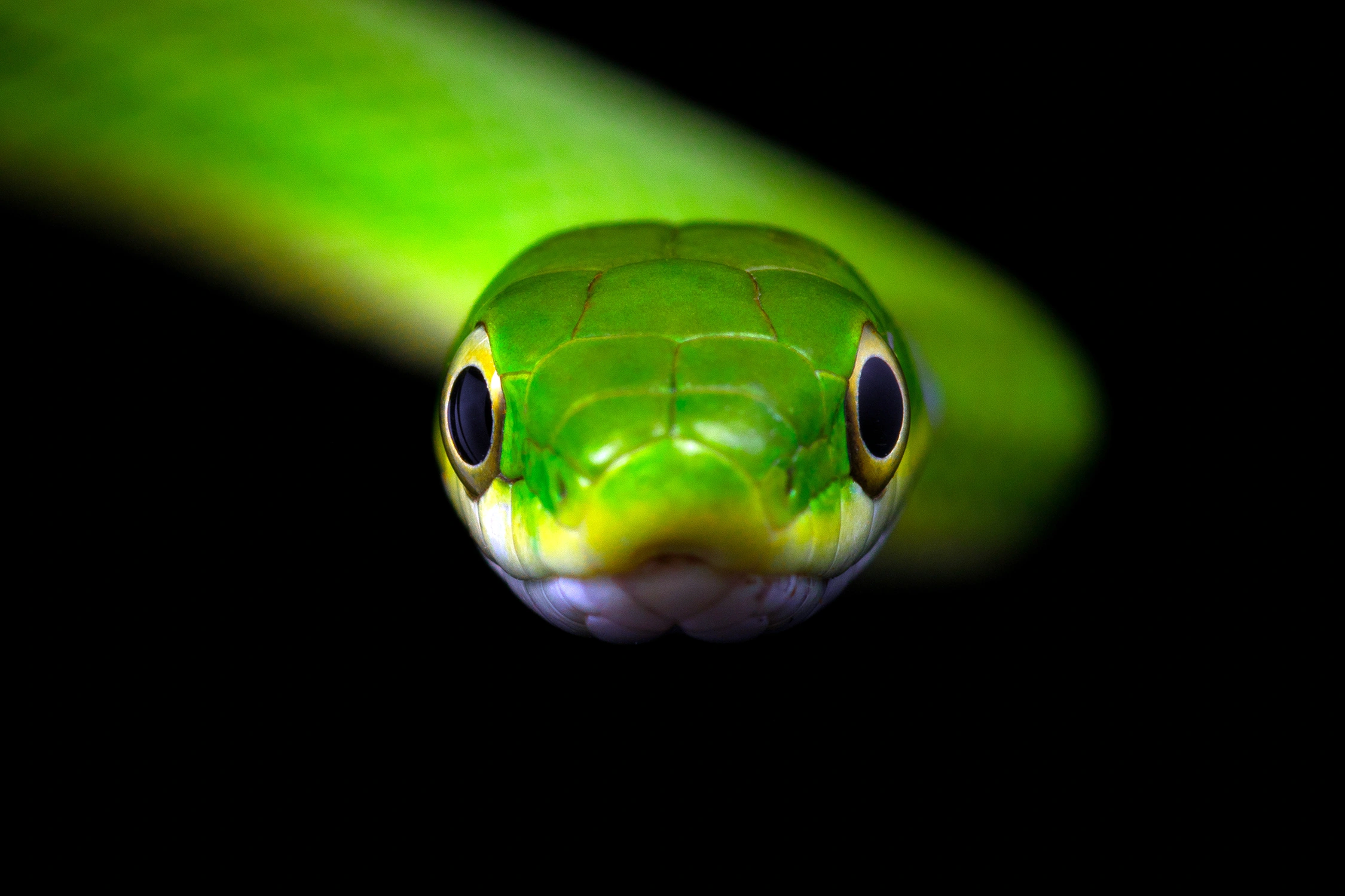 rough green snake wildlife photography 2 photograph by Kevin Blackwell