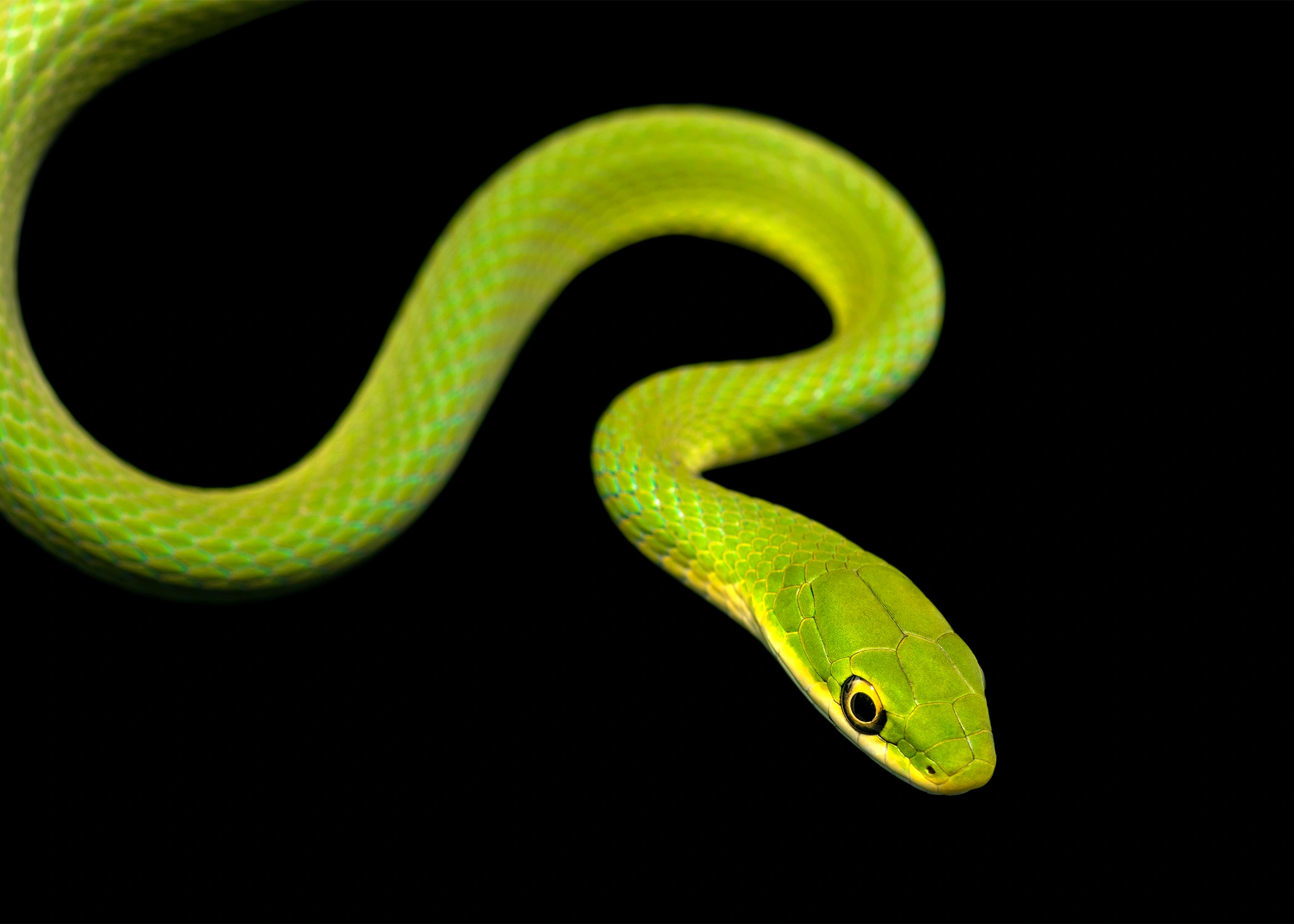 rough green snake wildlife photography photograph by Kevin Blackwell