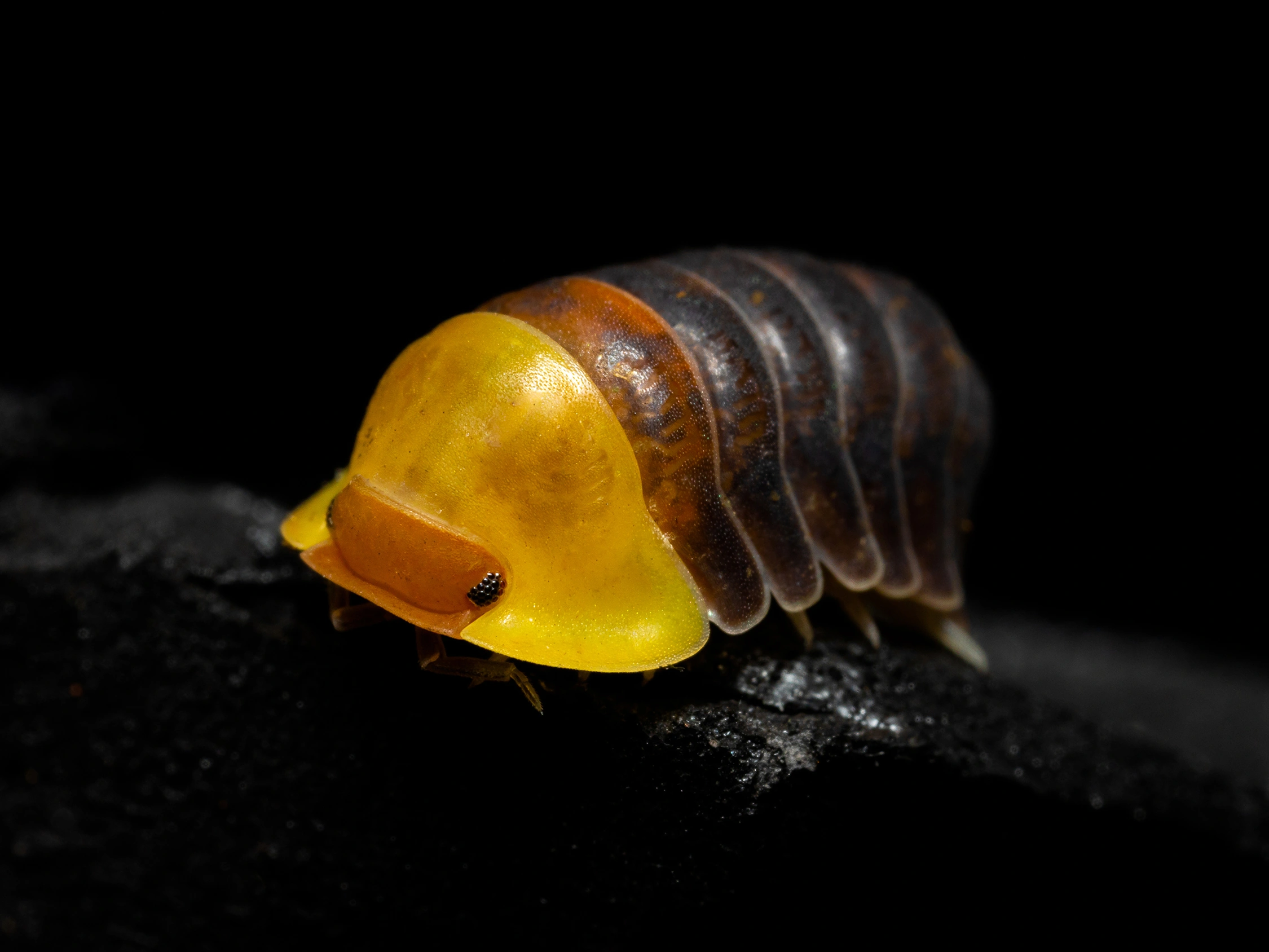 Rubber ducky isopod wildlife photography photograph by Kevin Blackwell