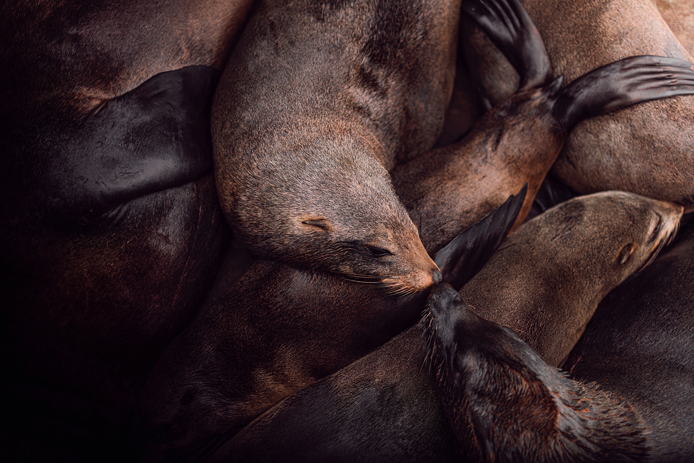 sea lion wildlife photography photograph by Kevin Blackwell