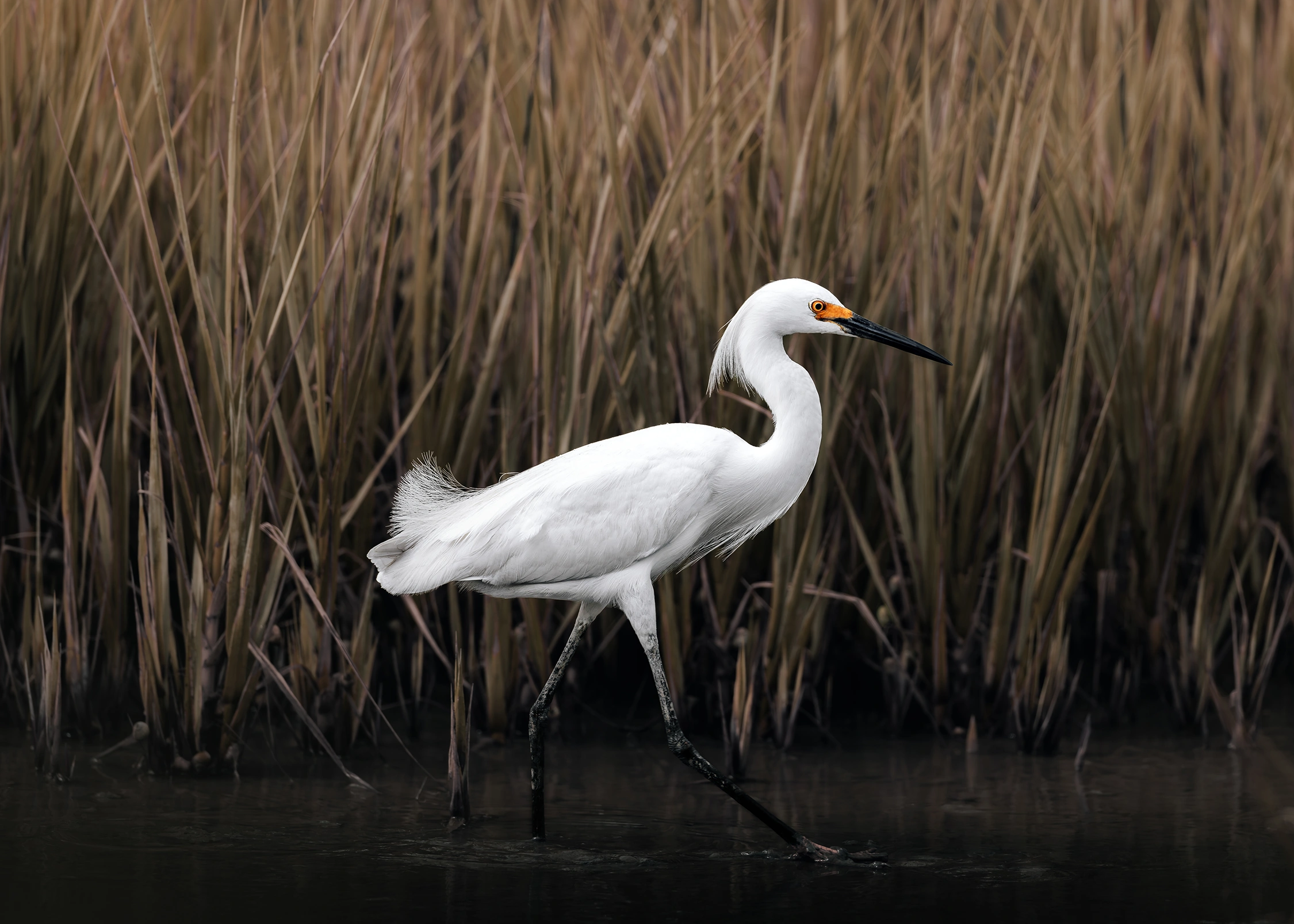 Snowy egret wildlife photography 1 photograph by Kevin Blackwell