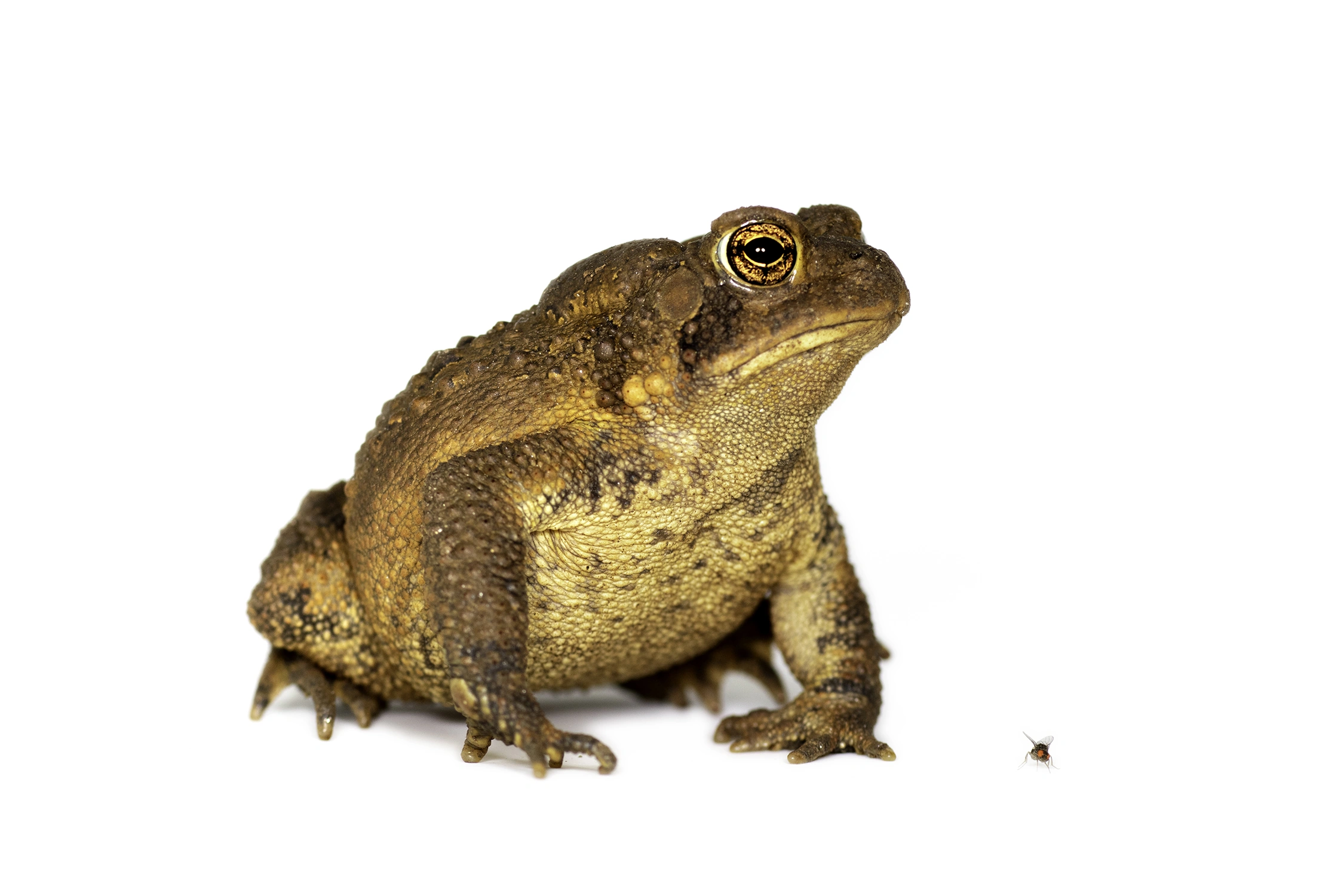 southern toad frog wildlife photography photograph by Kevin Blackwell