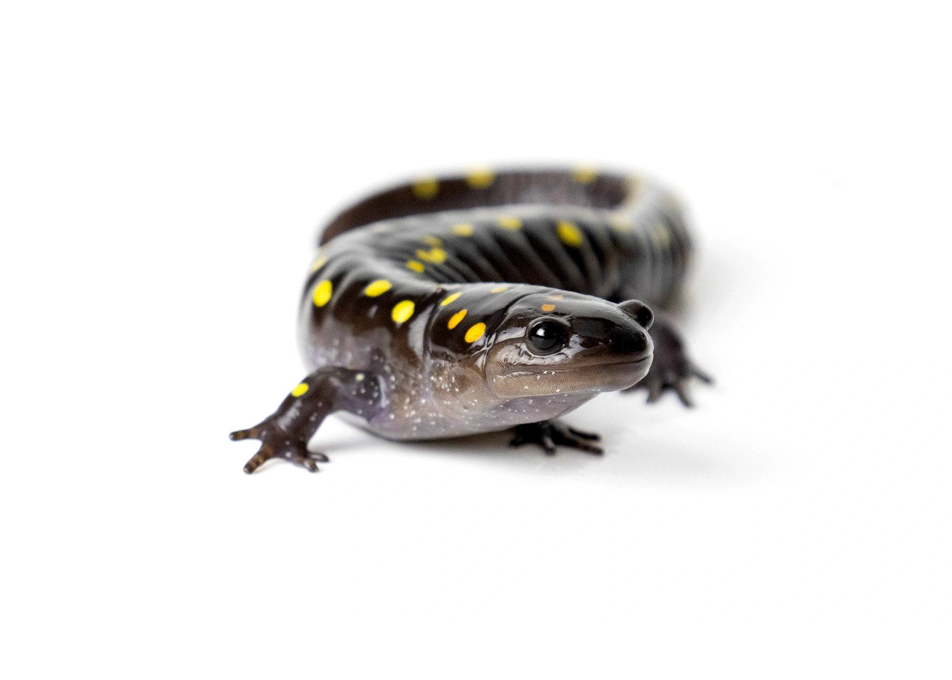 spotted salamander wildlife photography photograph by Kevin Blackwell