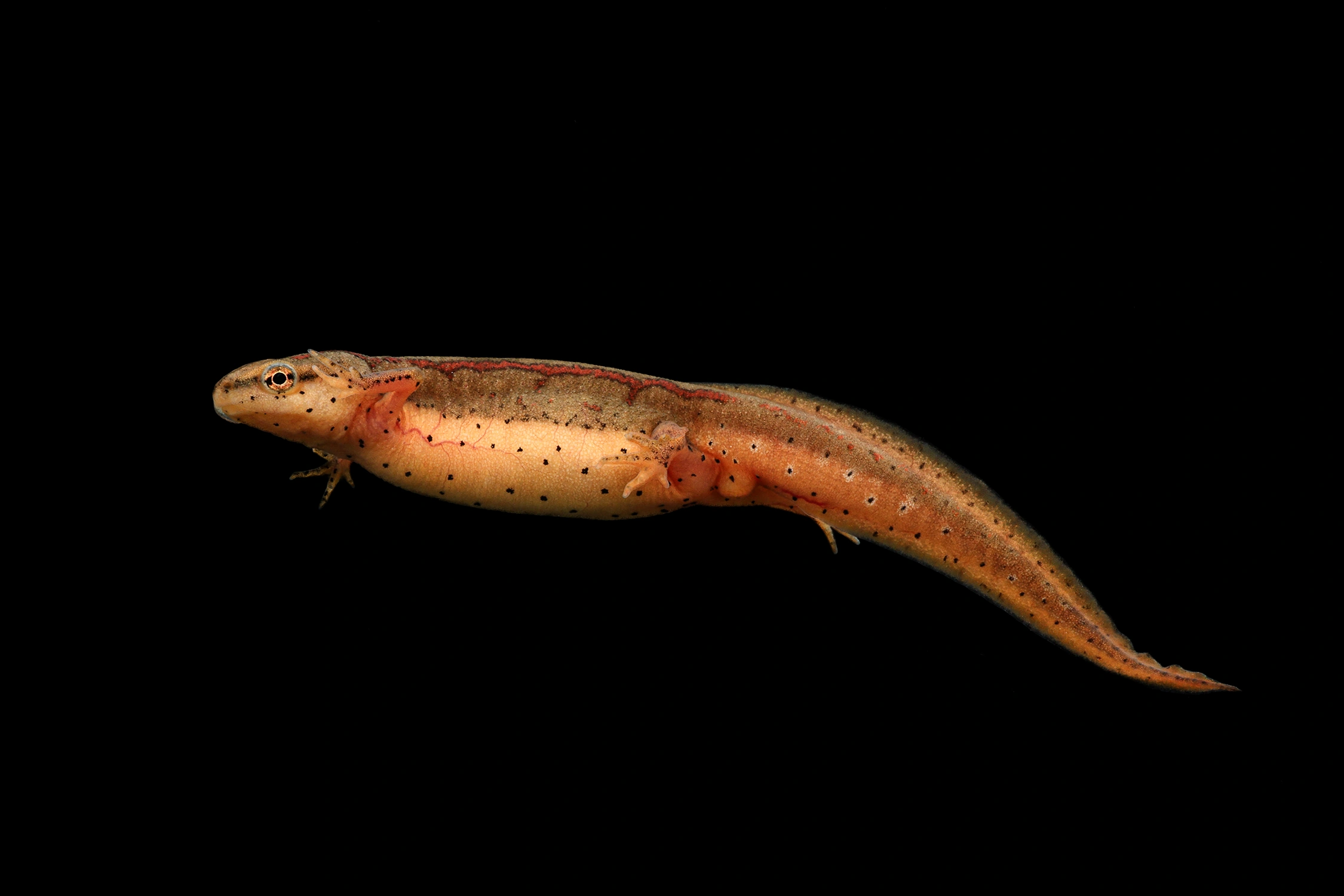 Striped newt wildlife photography photograph by Kevin Blackwell