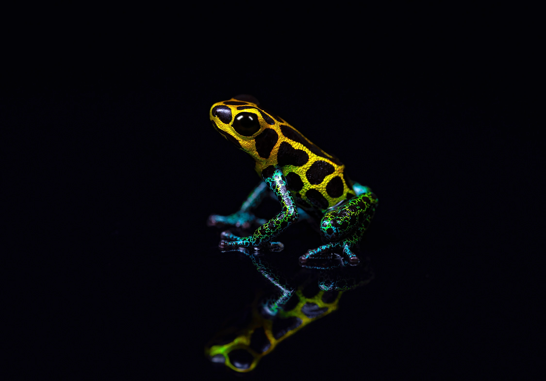 Thumbnail poison dart frog wildlife photography photograph by Kevin Blackwell
