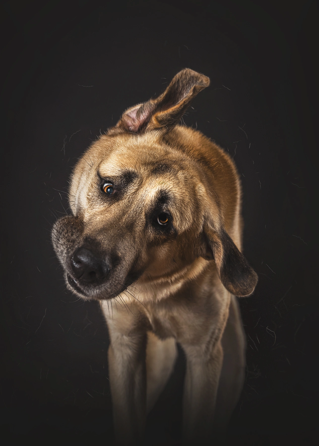 Turkish Kangal dog wildlife photography 2 photograph by Kevin Blackwell