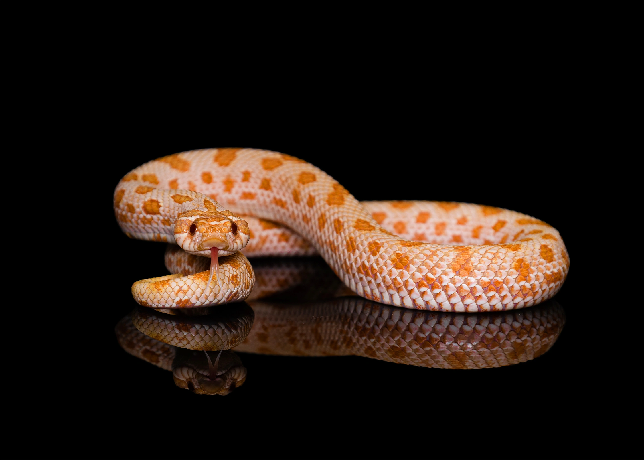 western hognose snake wildlife photography photograph by Kevin Blackwell