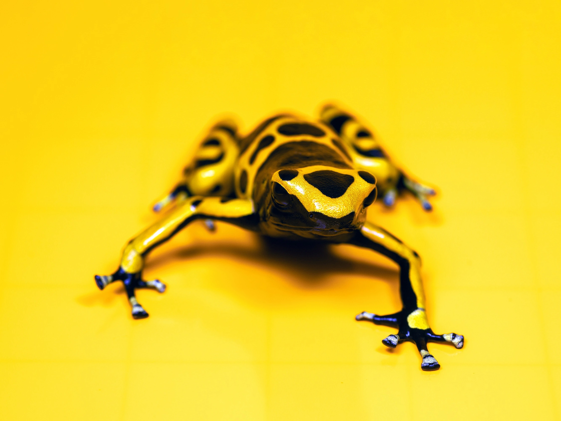 yellow banded poison dart frog wildlife photography photograph by Kevin Blackwell